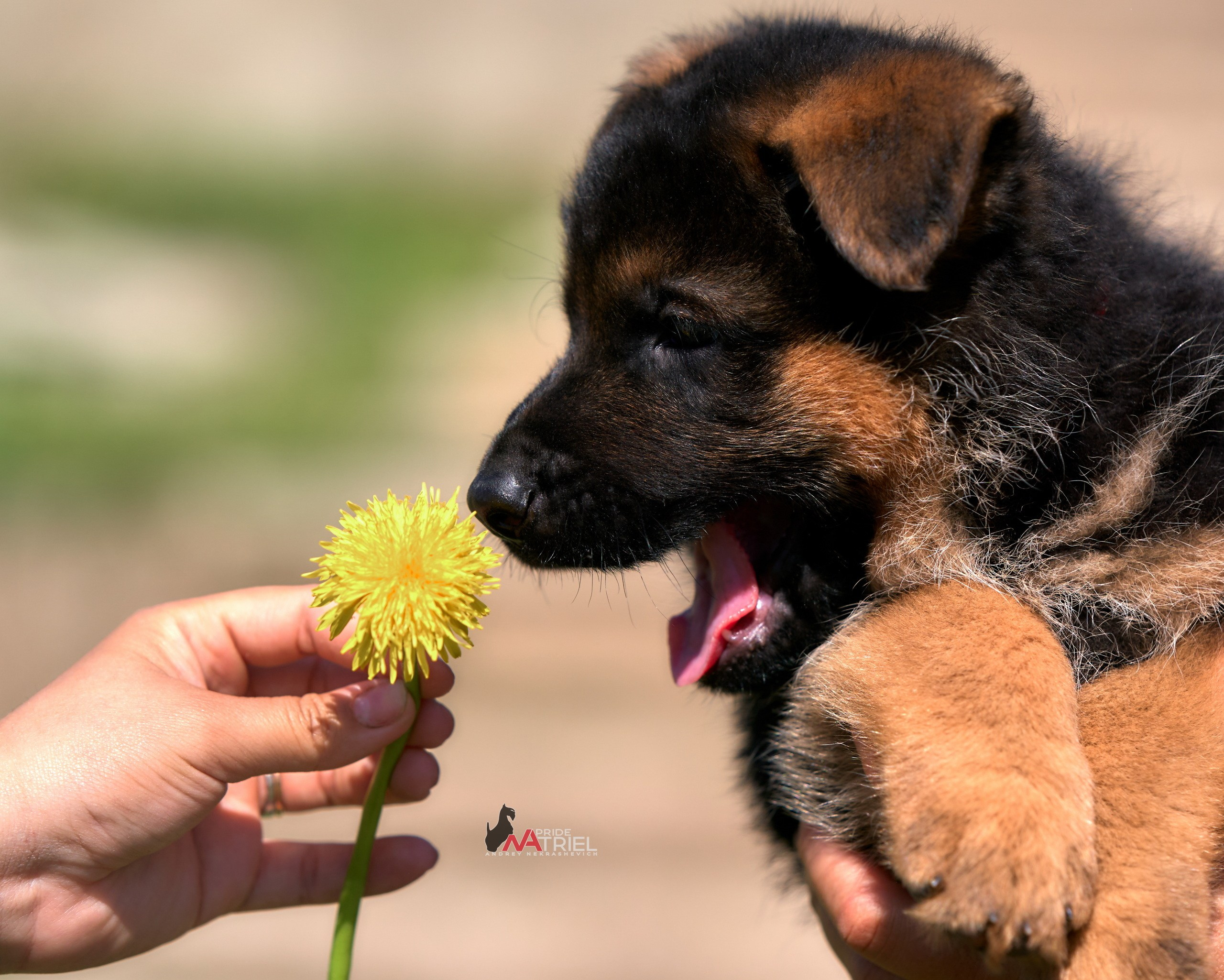 Щенки с людьми — галерея NATRIEL