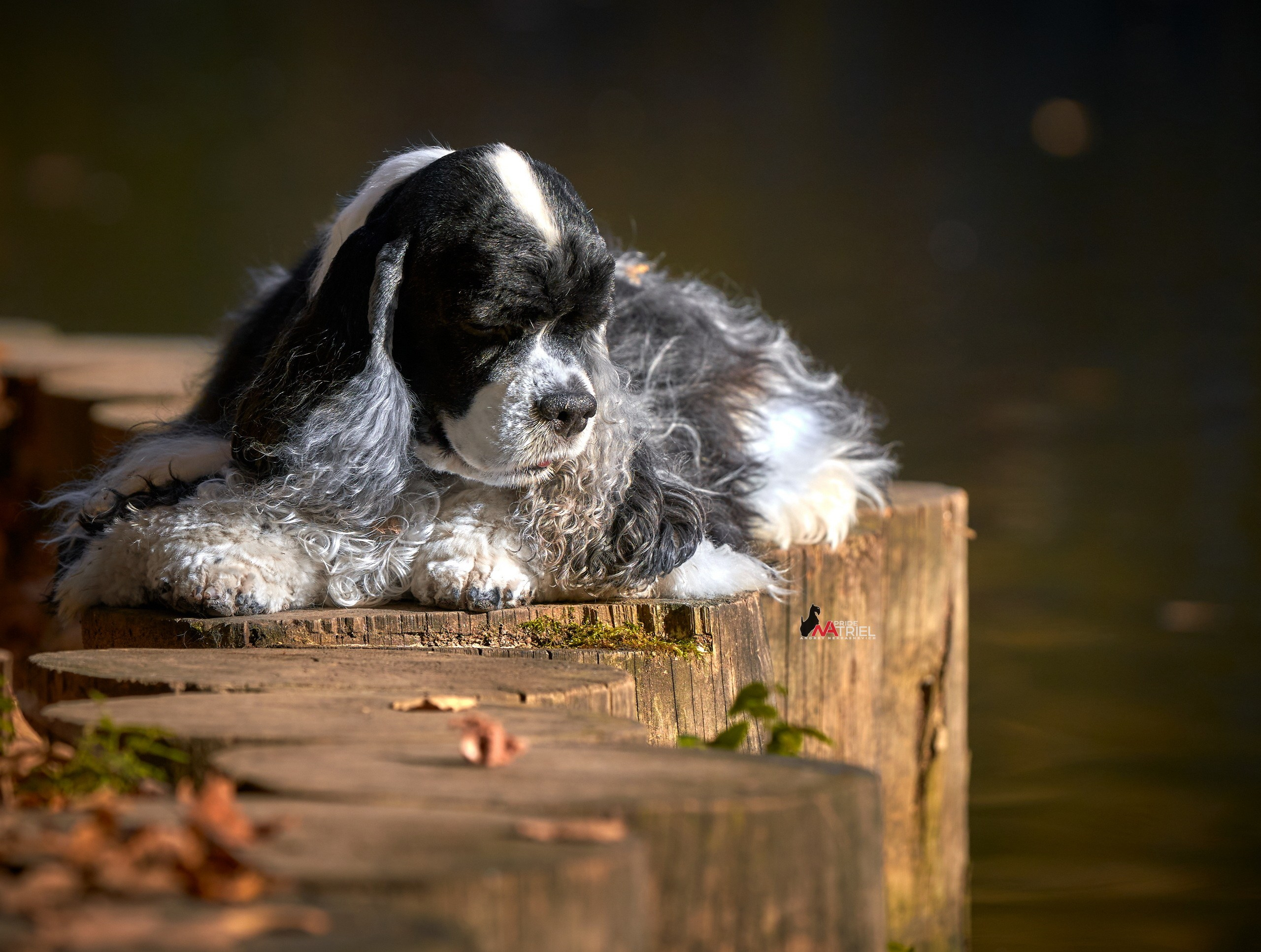 Портреты собак — галерея NATRIEL