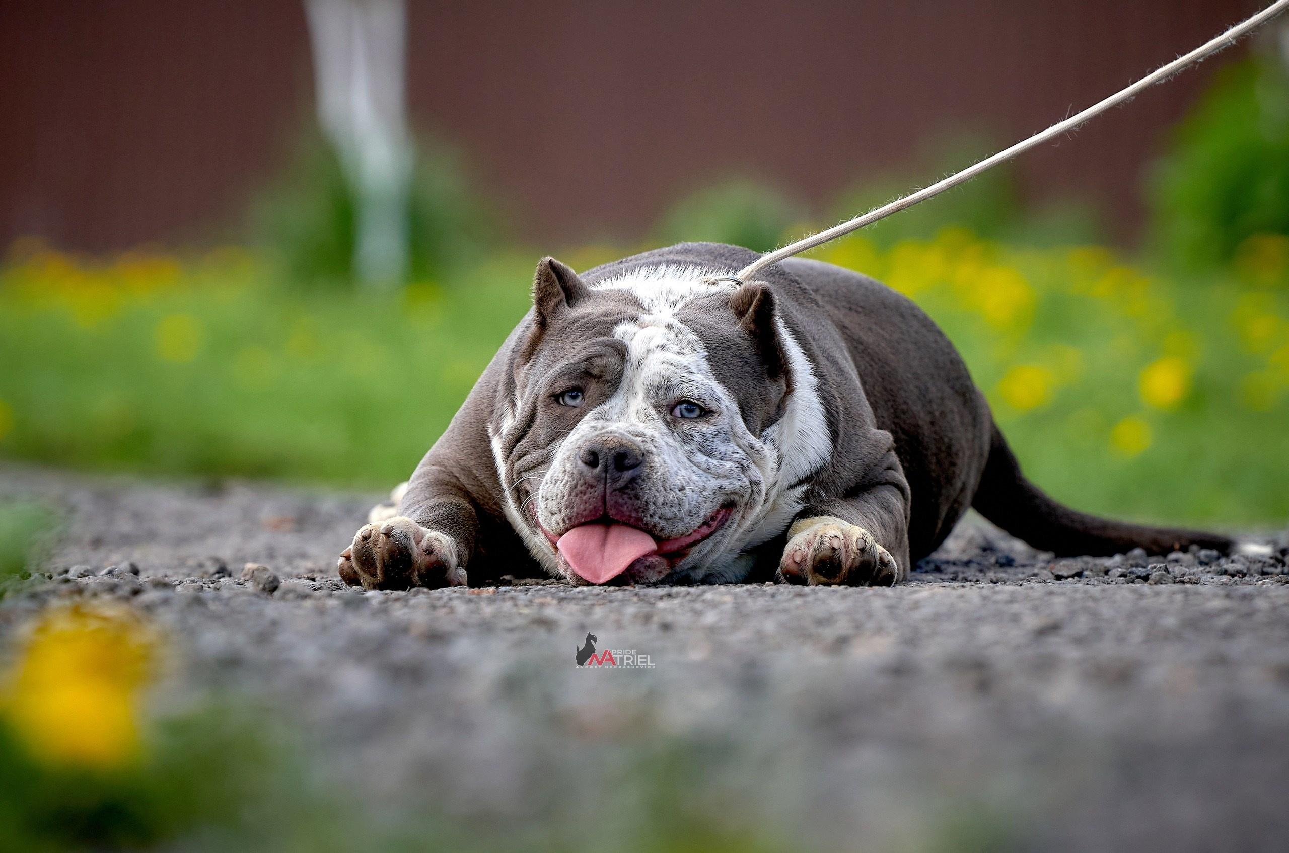 Портреты собак — галерея NATRIEL