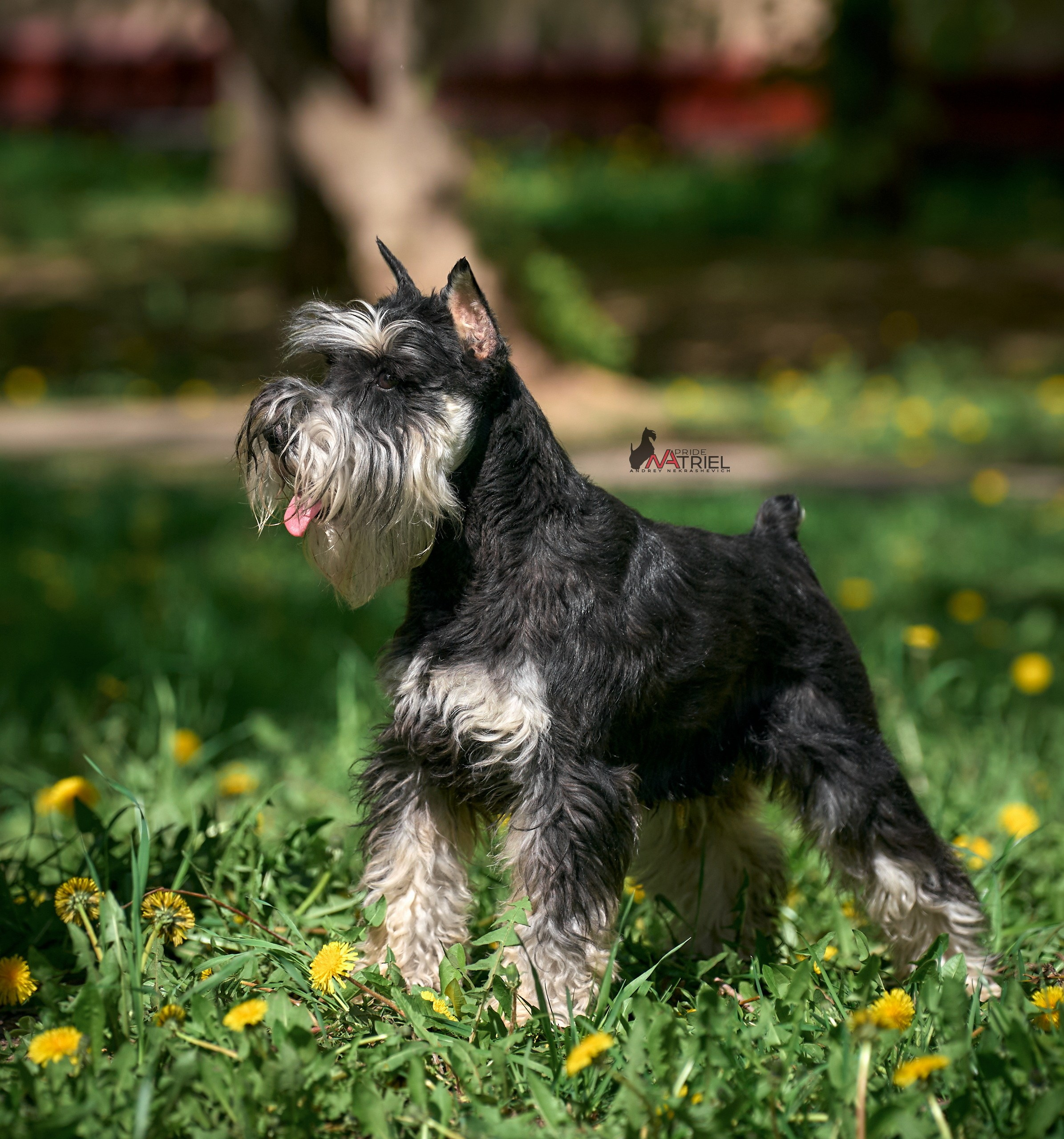 Портреты собак — галерея NATRIEL