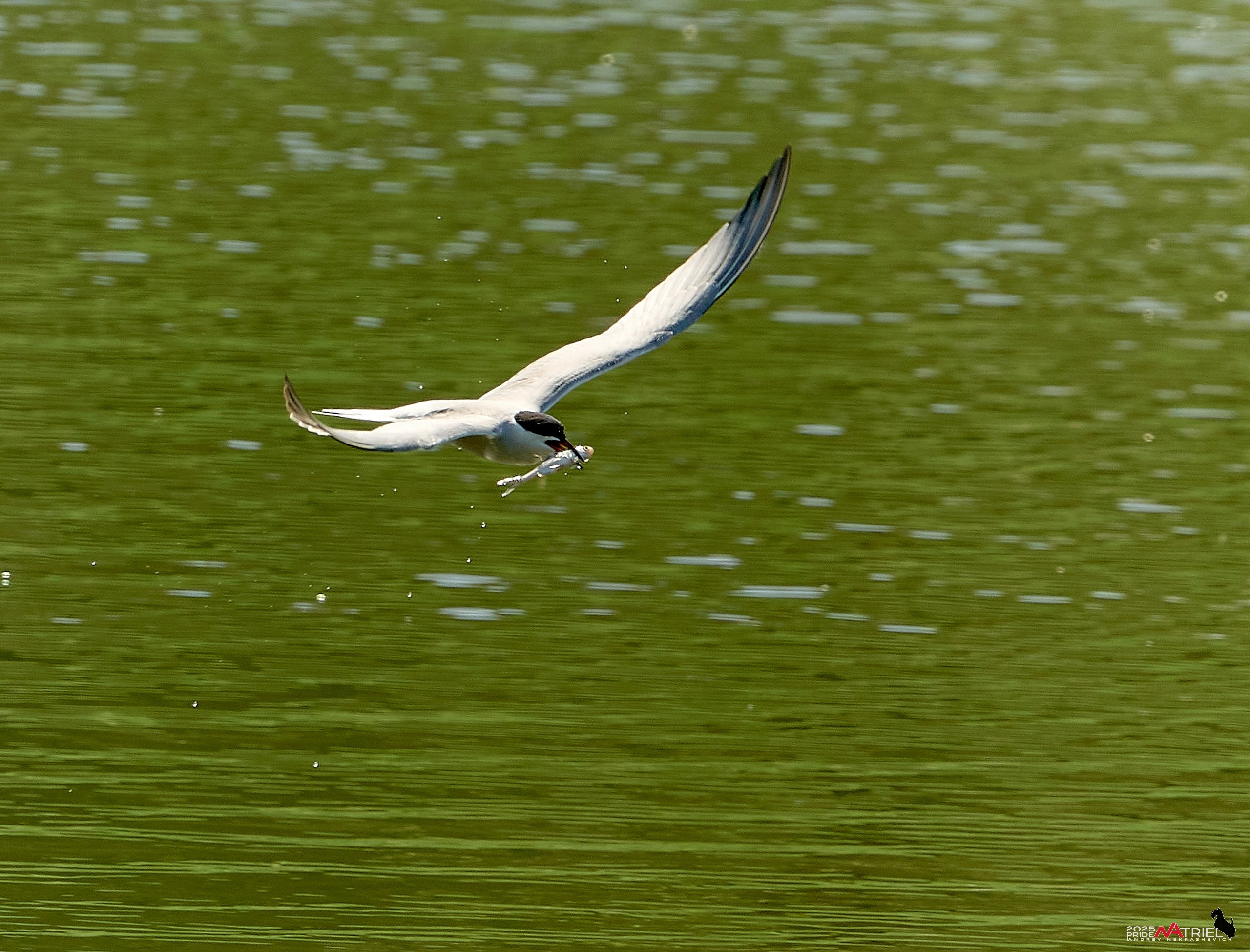 Птички и цветочки