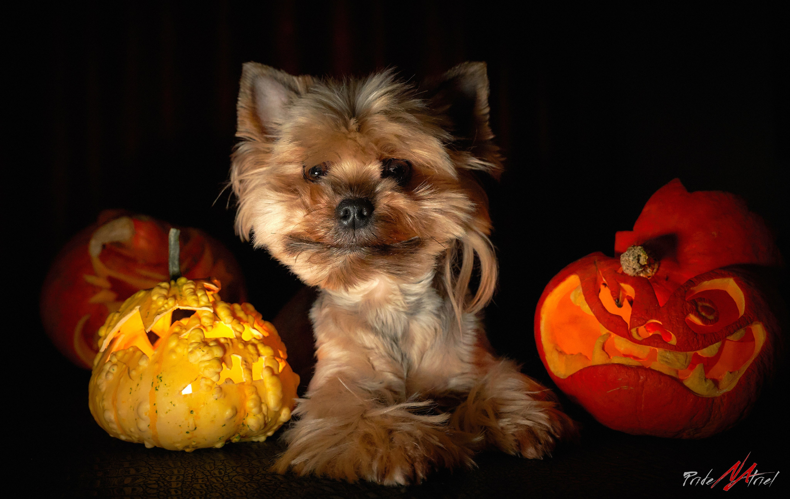 Йоркширский терьер Циля