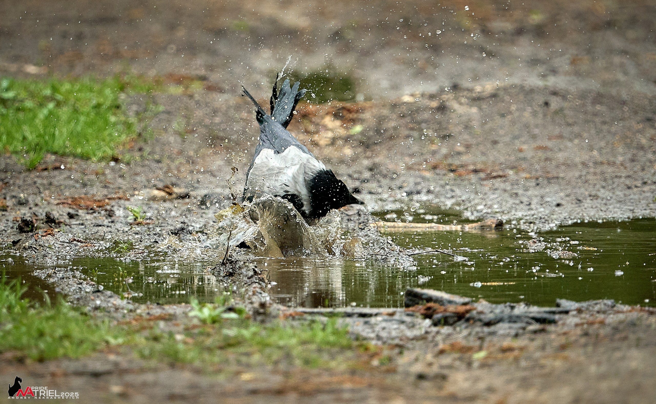 Съемка в майском лесу