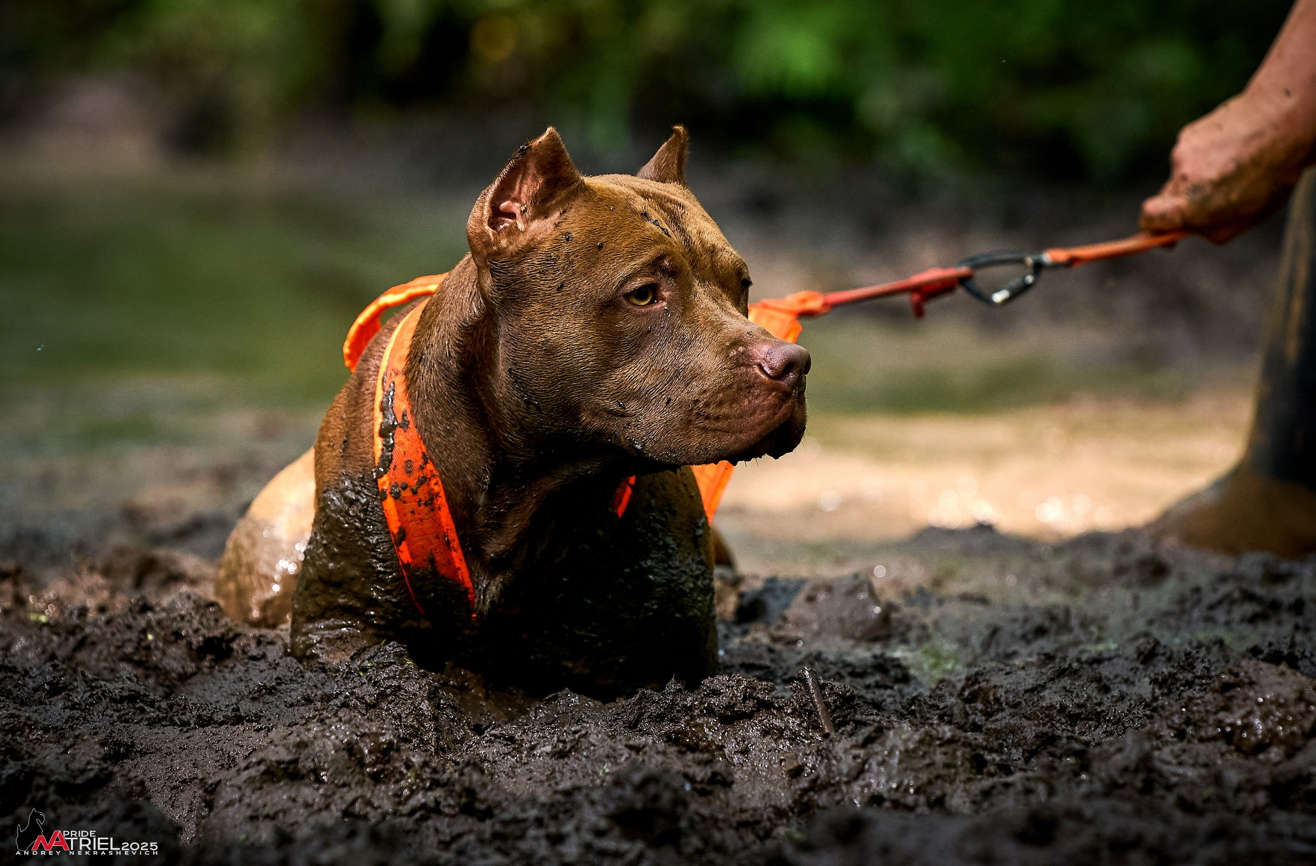 Russian Extreme Dog Trail — 2025