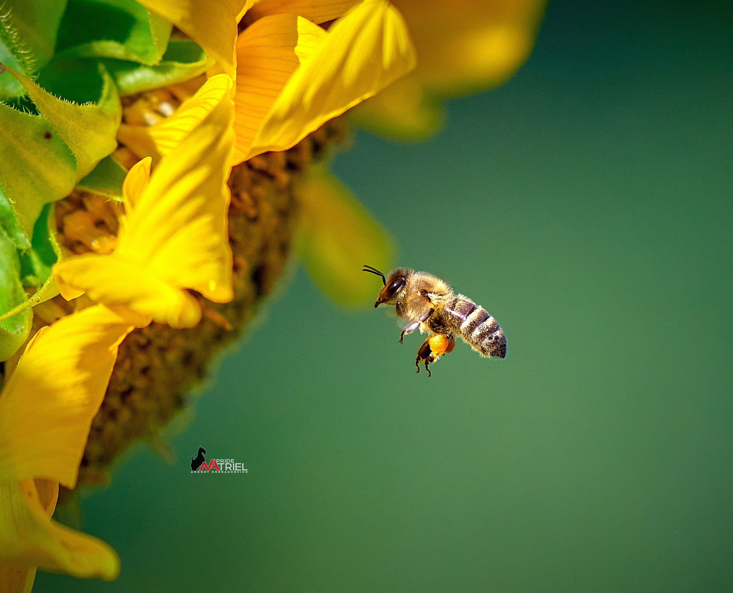 Портфолио NATRIEL