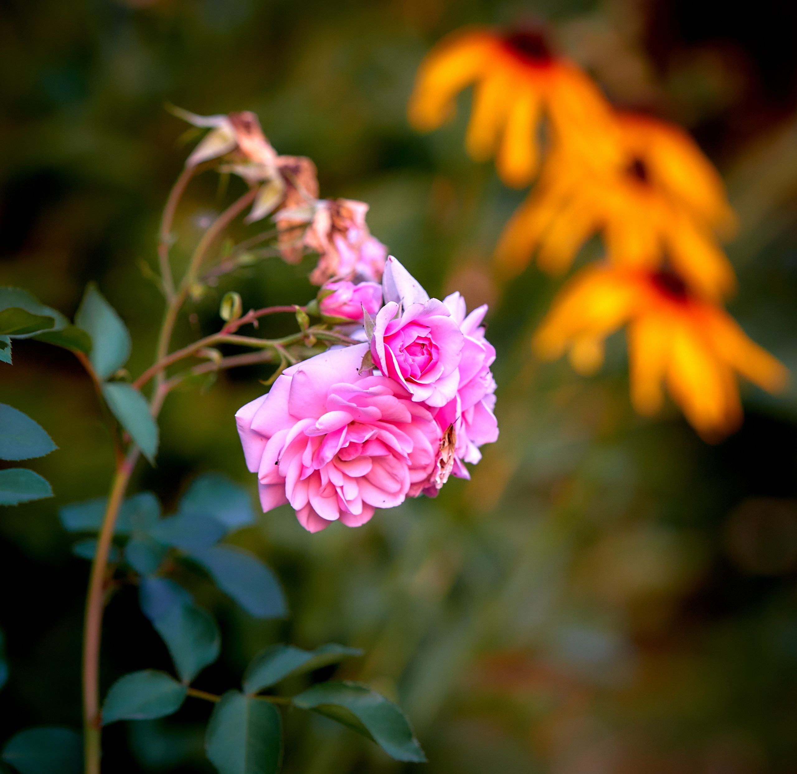 Лютики-цветочки — галерея NATRIEL