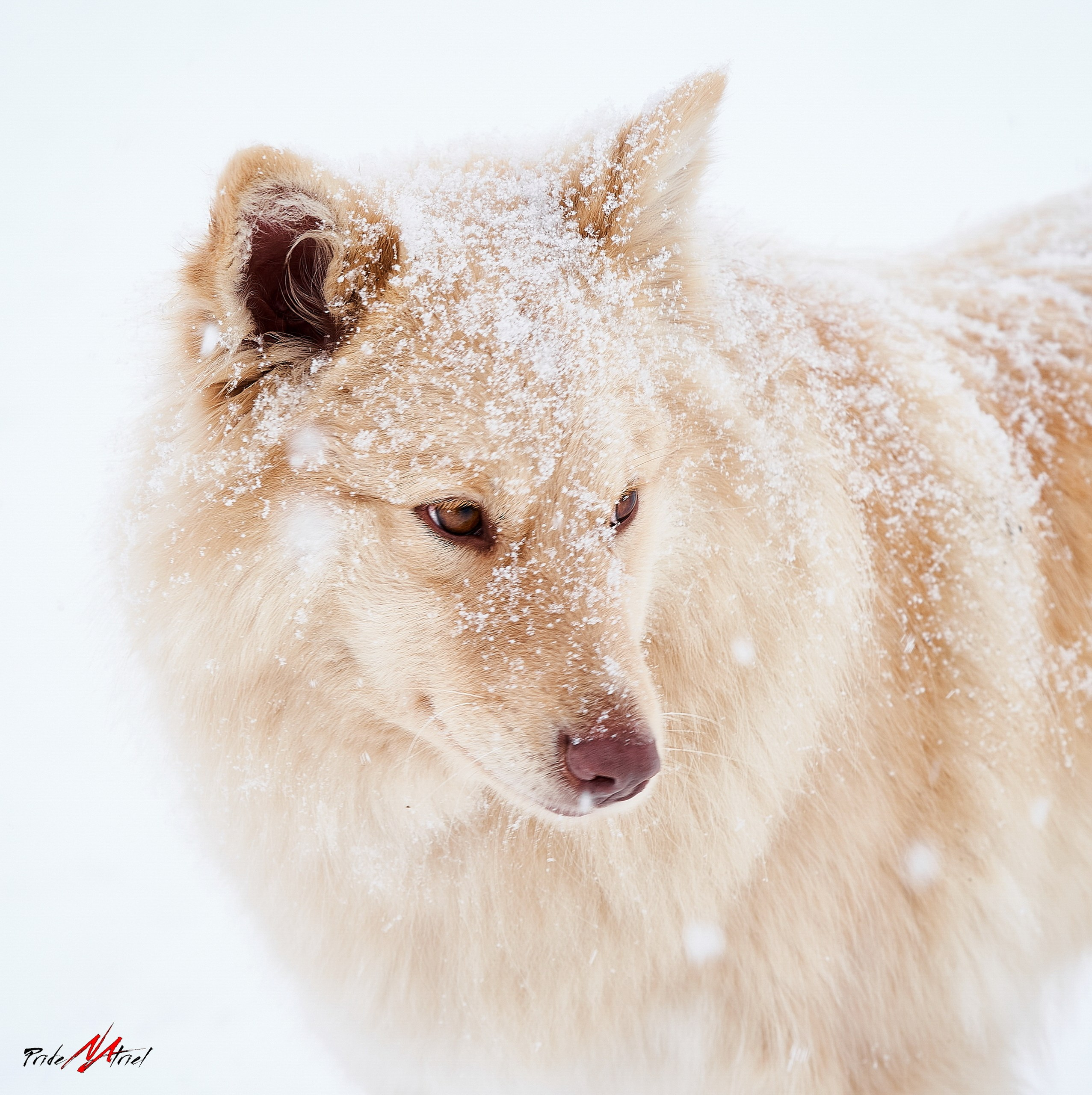 Портреты собак — галерея NATRIEL