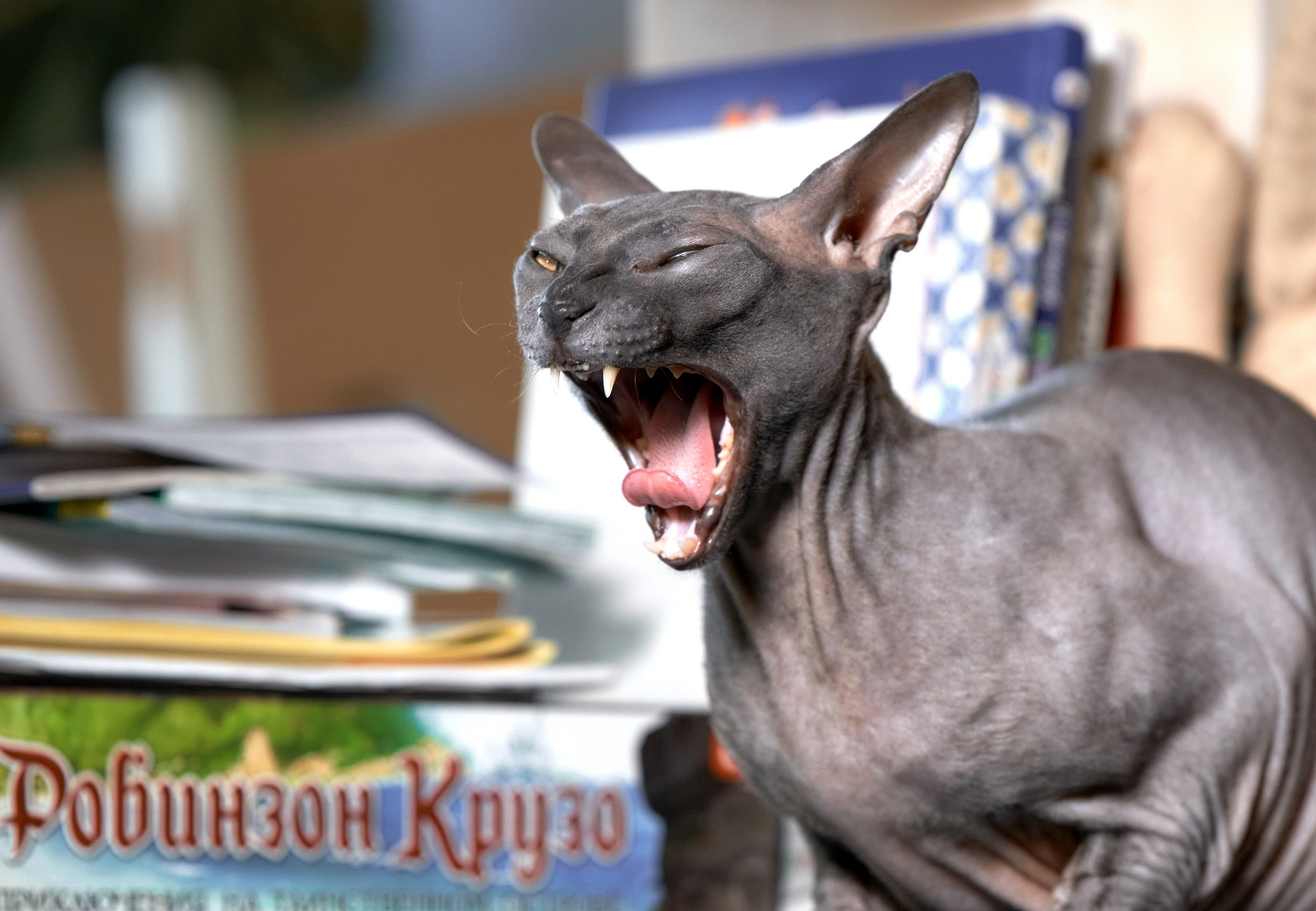 Домашние кошки — галерея NATRIEL