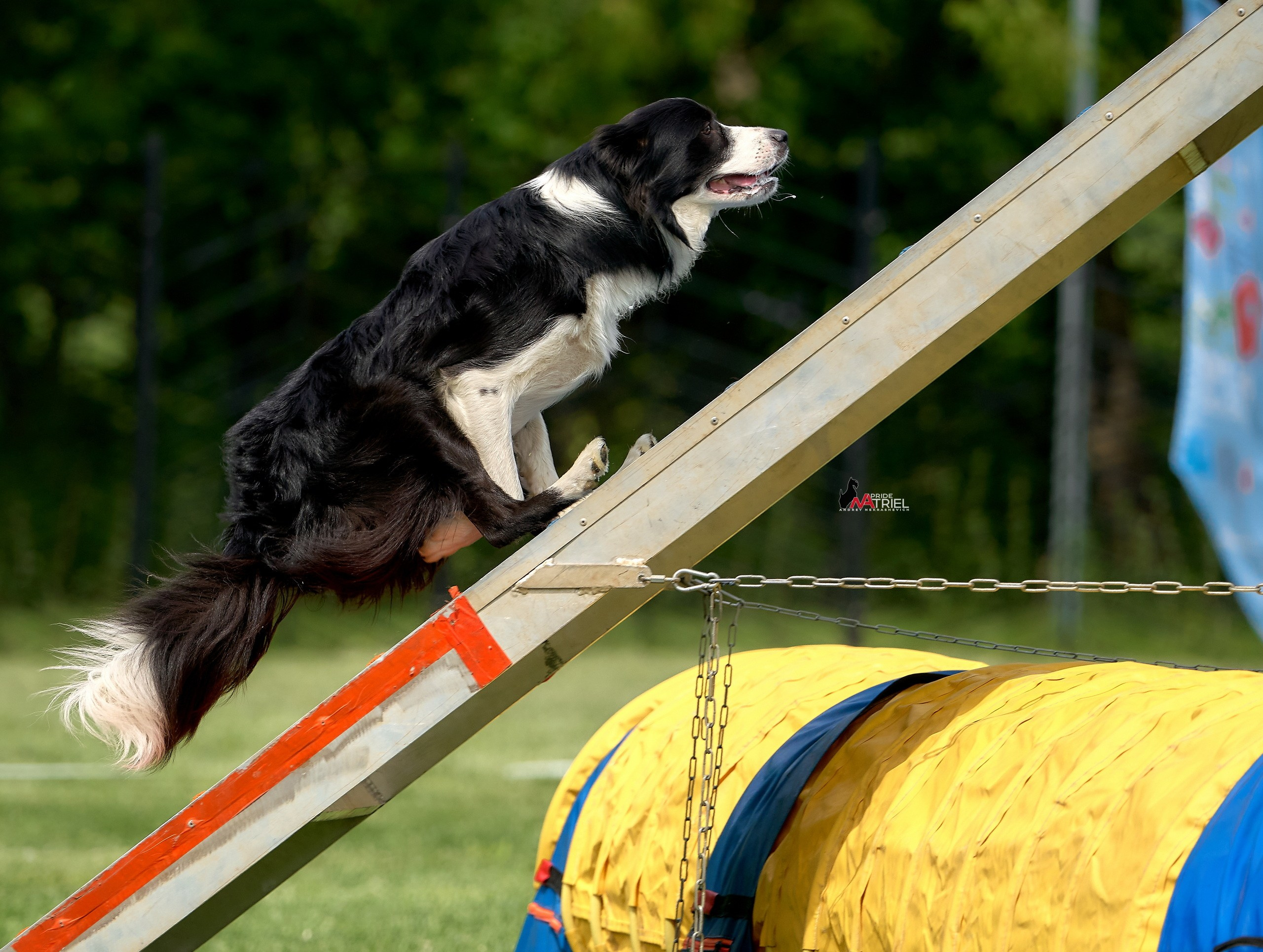 Аджилити — галерея NATRIEL