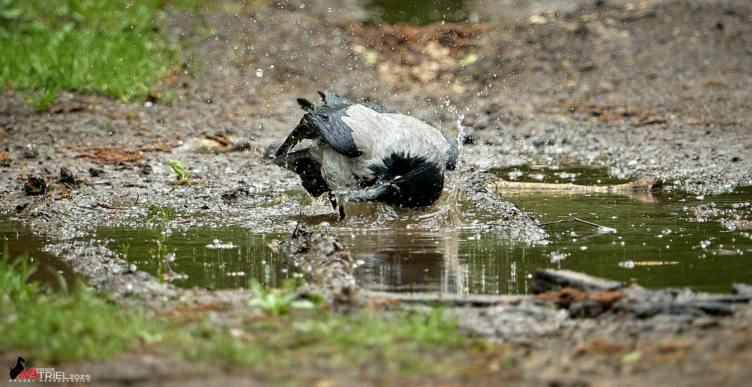 Съемка в майском лесу