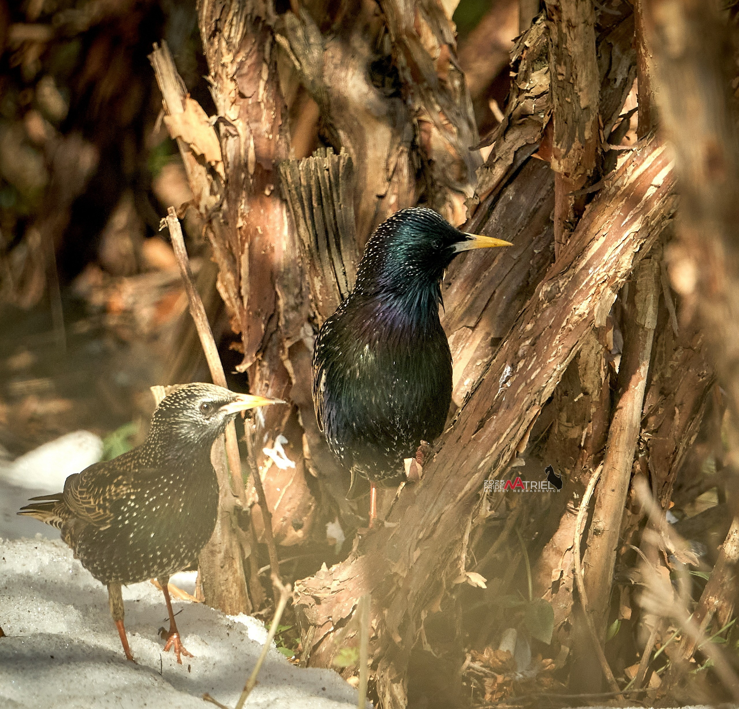 Фото птиц — галерея NATRIEL