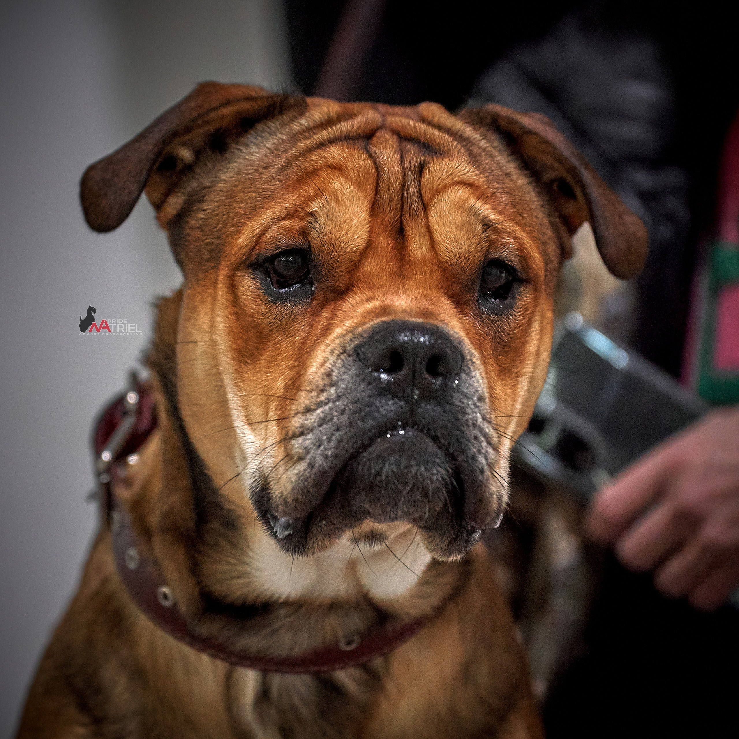 Портреты собак — галерея NATRIEL