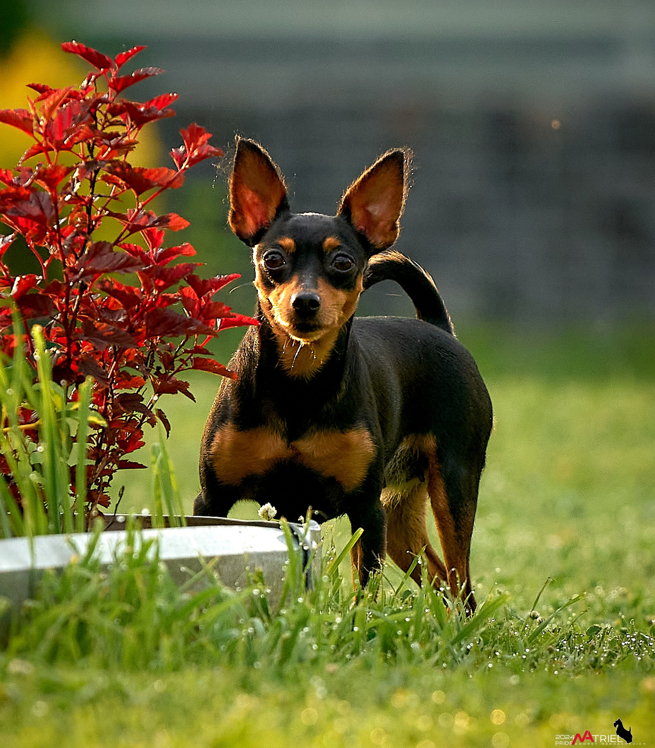 Фотопрогулка с крысариками