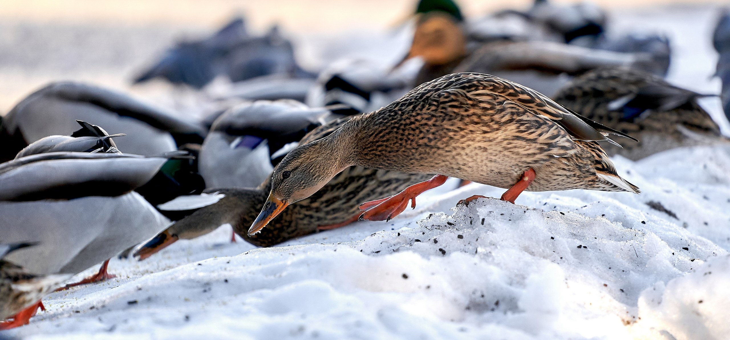 Фото птиц — галерея NATRIEL