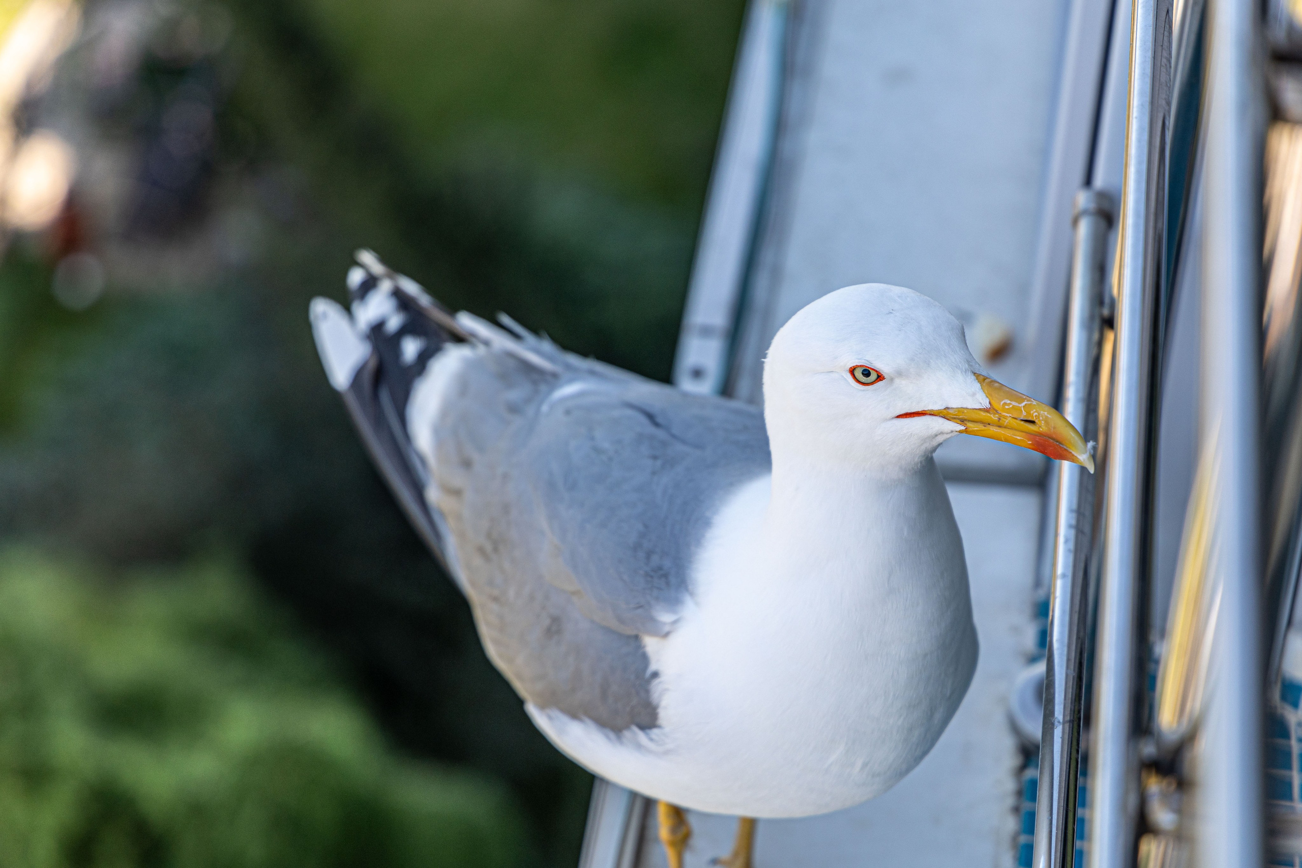 Фотограф Татьяна Марсуверских г. Жуковский, Москва и Мо. Репортажные съёмки, фотосессии,  фотограф анималист, фотосъёмка животных. Фотограф для маркетплейсов, фотоуслуги в Жуковском Татьяна Марсуверских