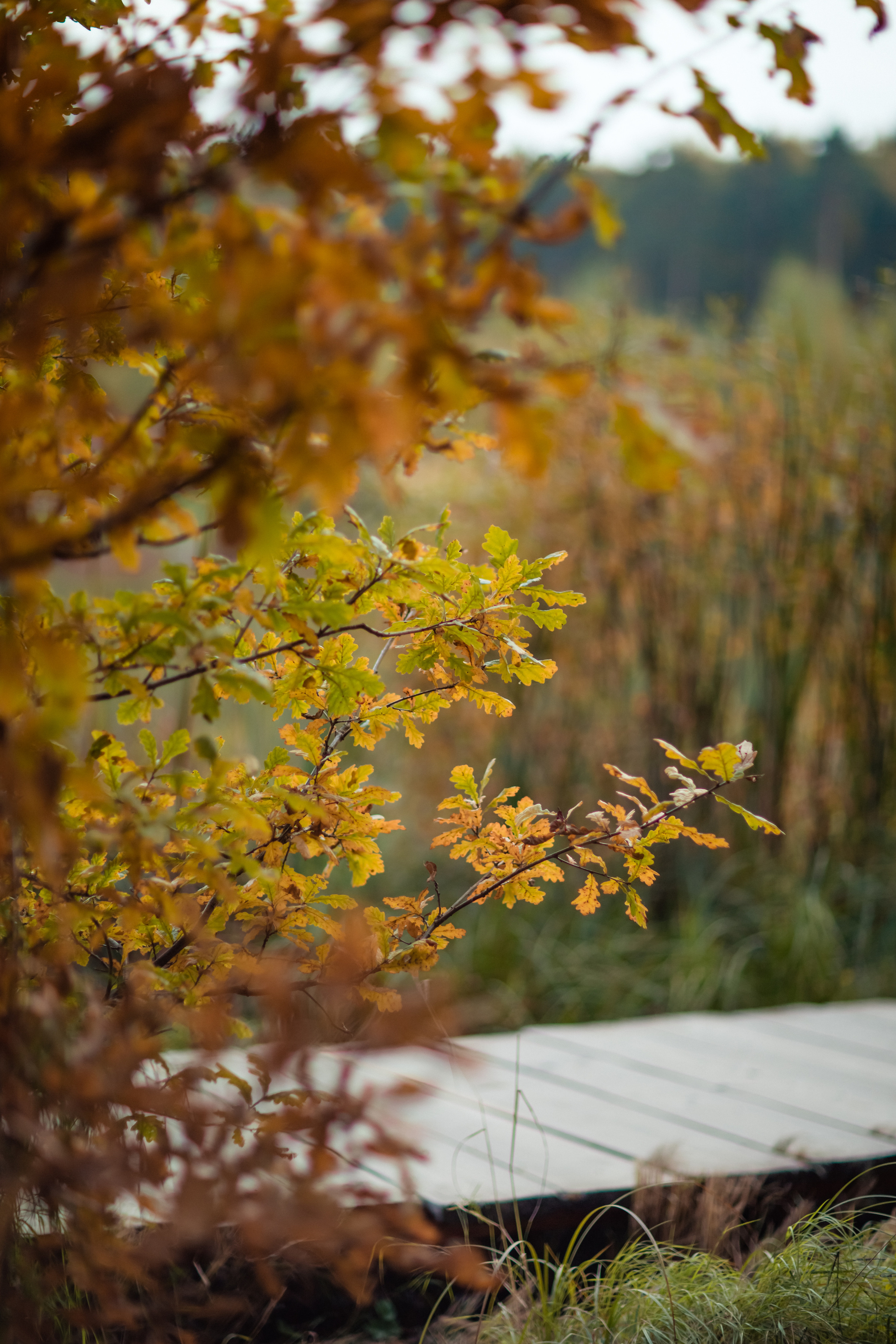 Осенняя фотопрогулка для Ани и Вики. Фотограф в Москве. Контент для блога. В портфолио и просто на память