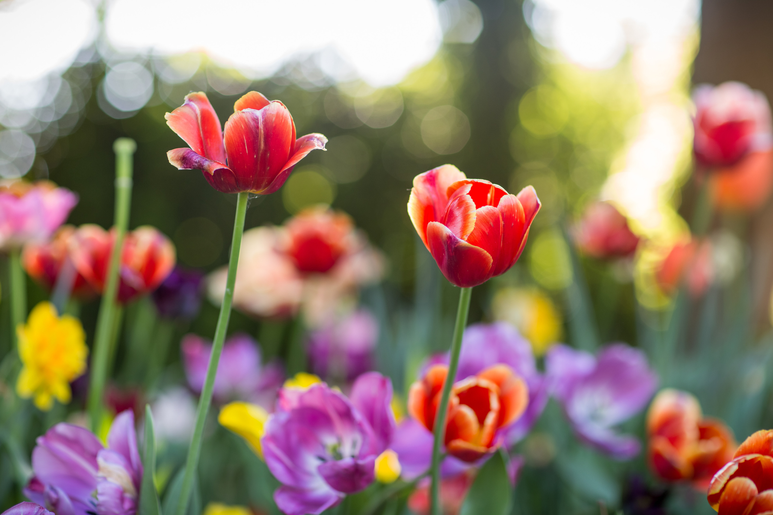 Детские фотосессии. Фотограф в Москве. Контент для блога. В портфолио и просто на память