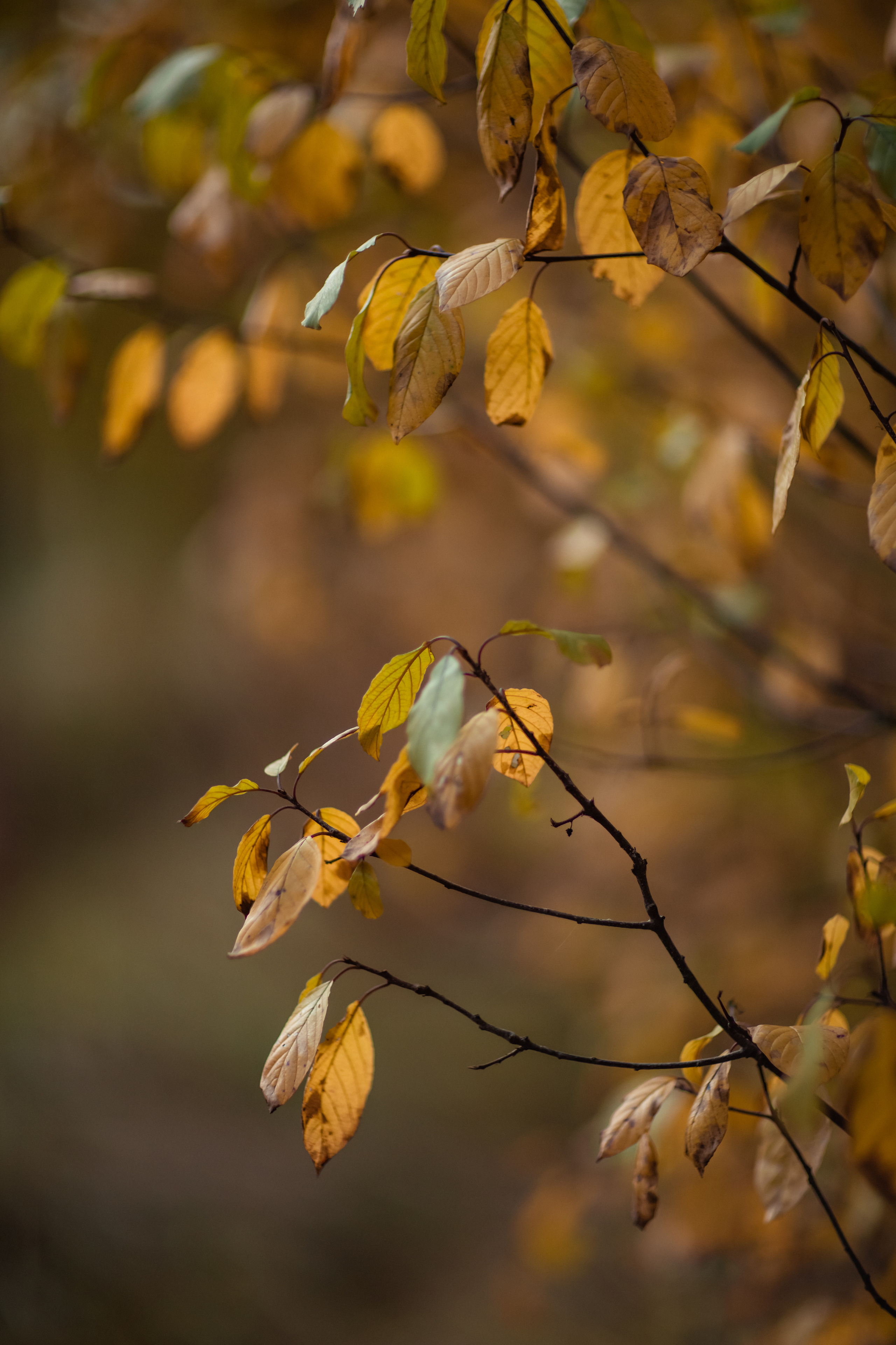 Осенняя фотопрогулка для Ани и Вики. Фотограф в Москве. Контент для блога. В портфолио и просто на память