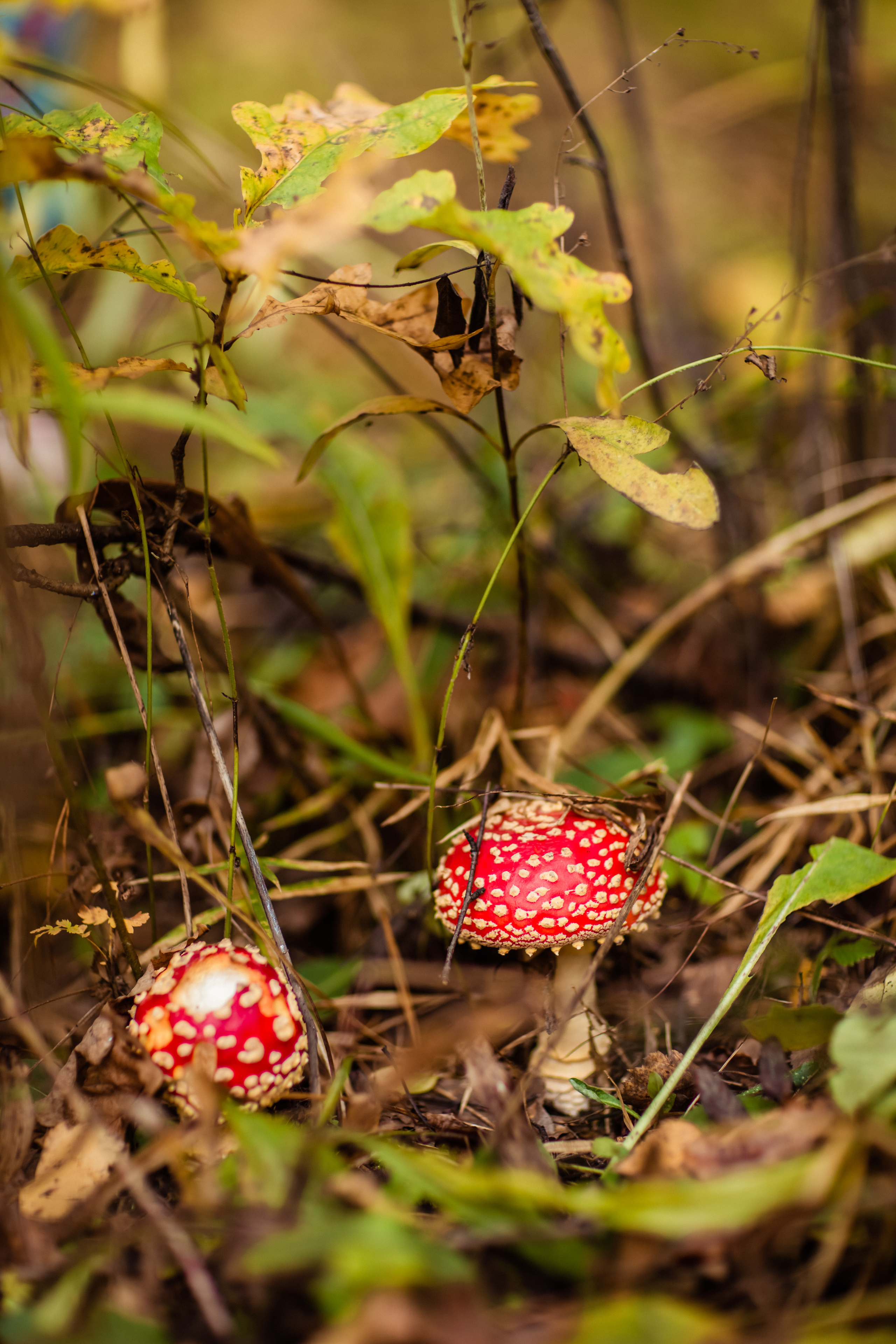 Осенняя фотопрогулка для Ани и Вики. Фотограф в Москве. Контент для блога. В портфолио и просто на память