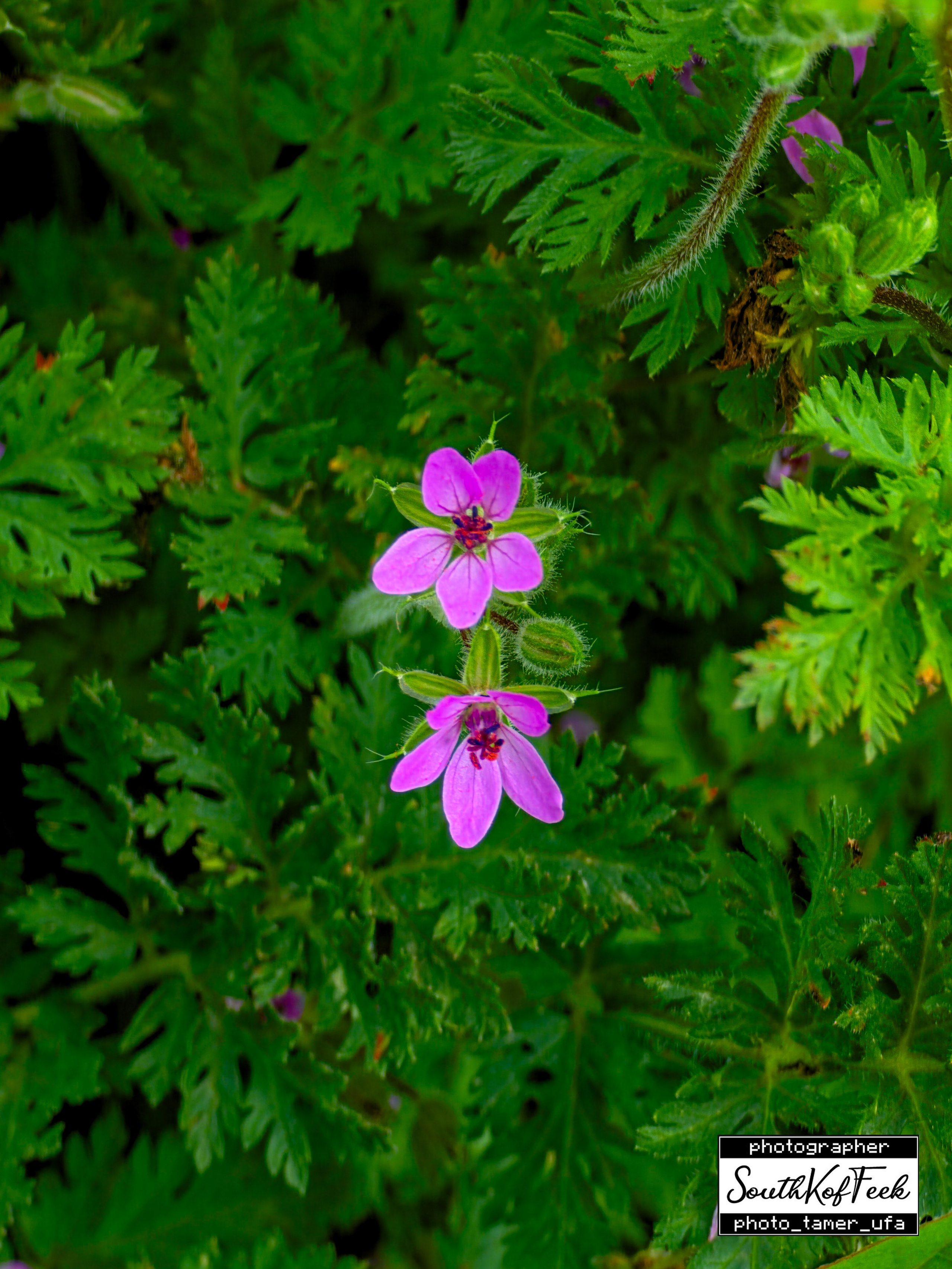 Цветы?. Photo Tamer Ufa