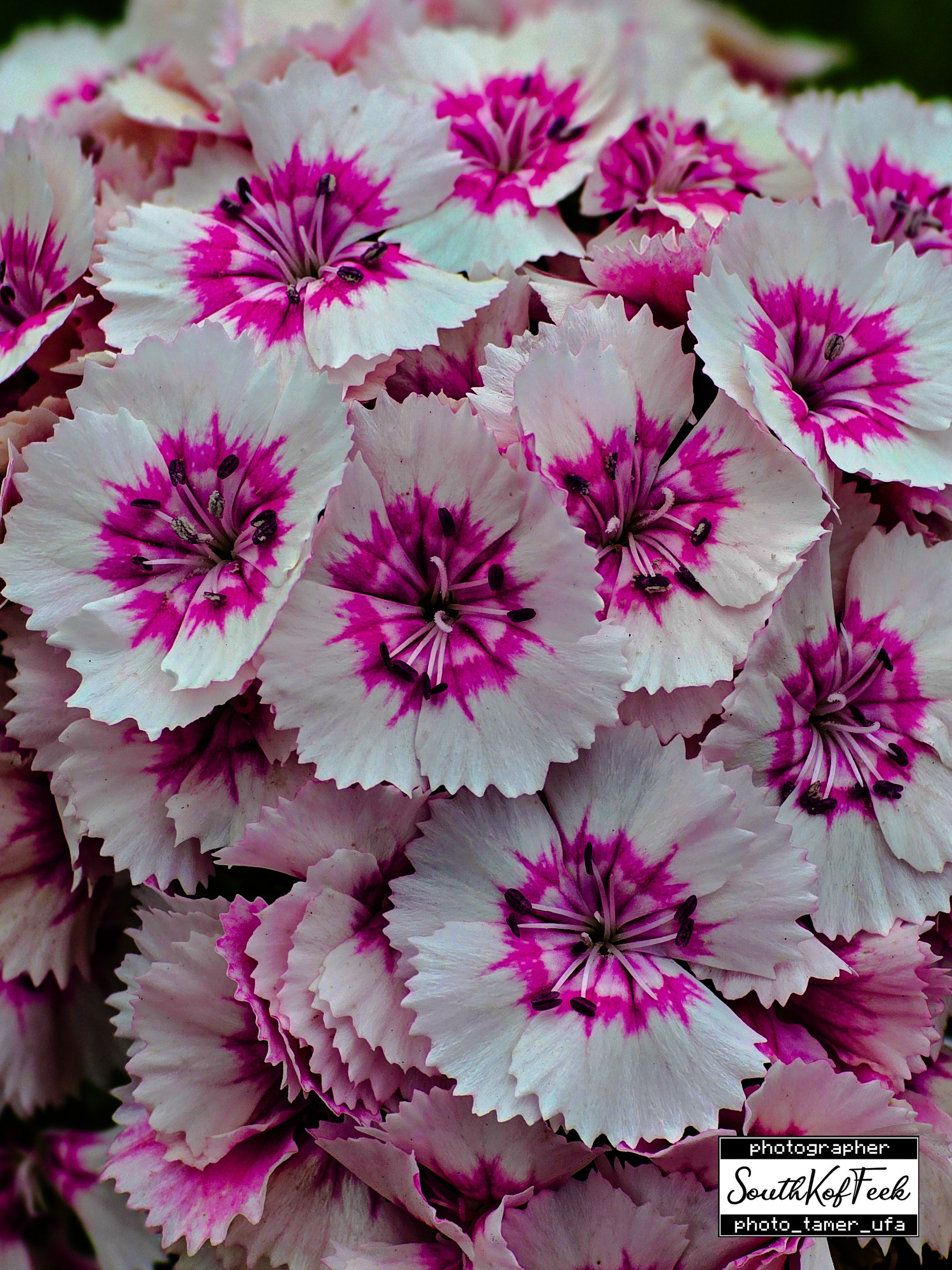 Цветы?. Photo Tamer Ufa