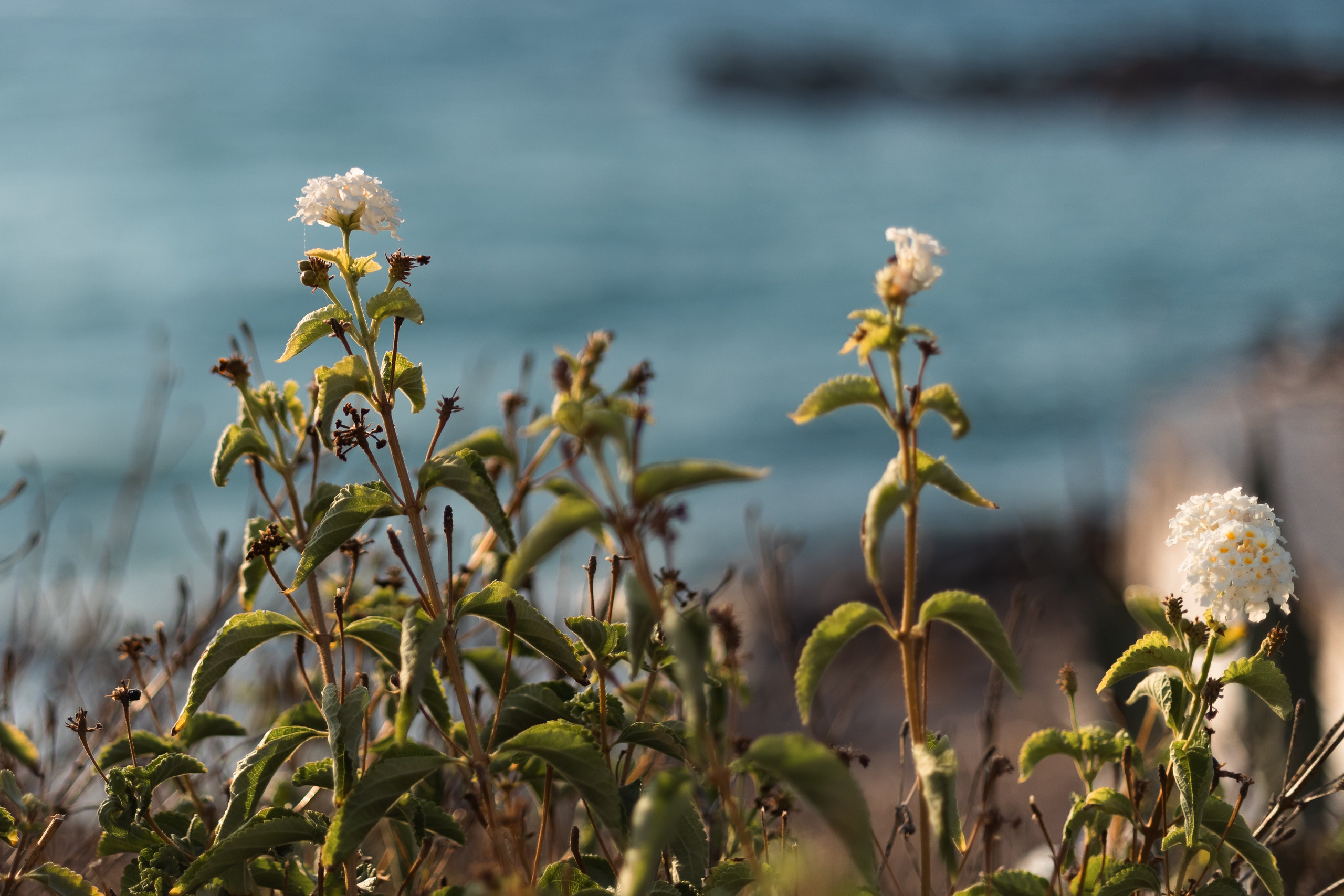 Анна. Семейный фотограф Израиль