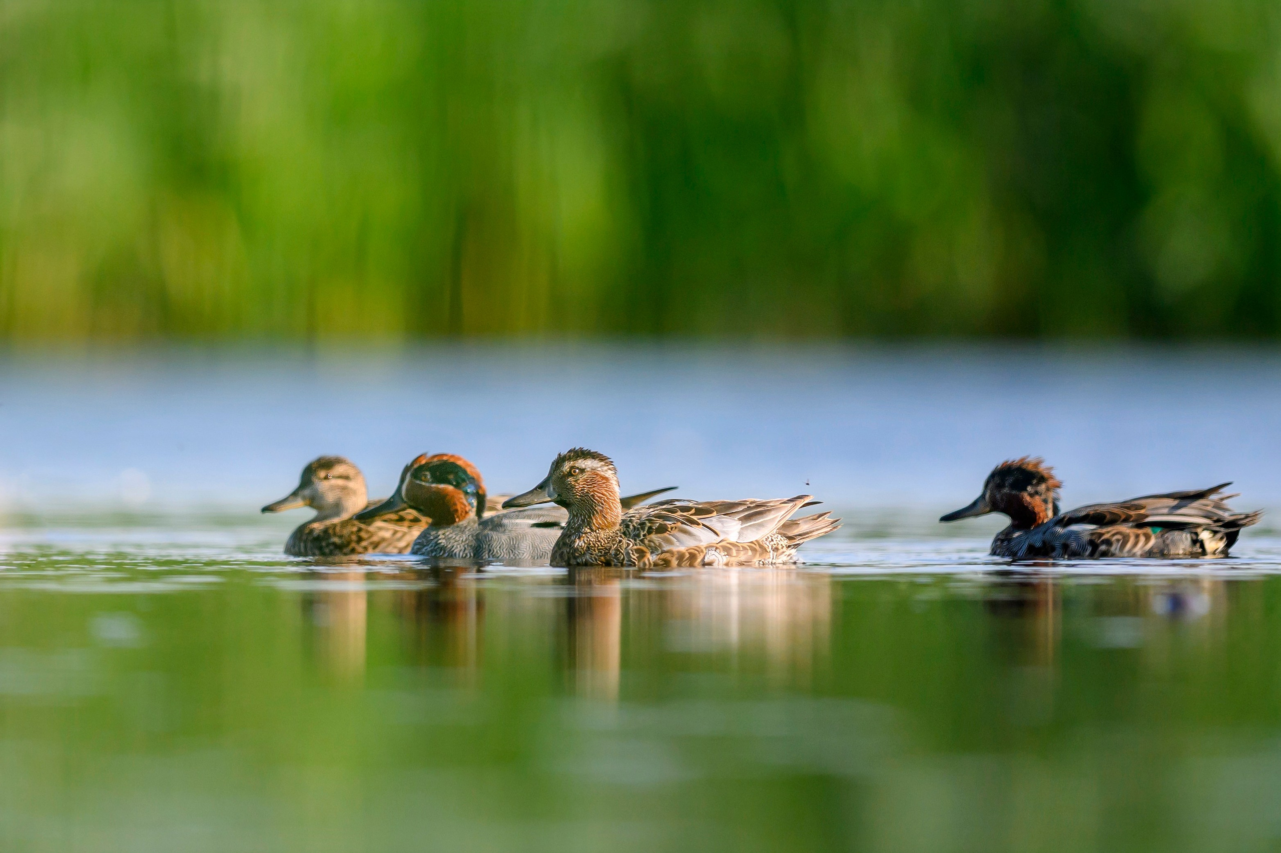 Чирки. Wildlife photography by Sergey Puponin