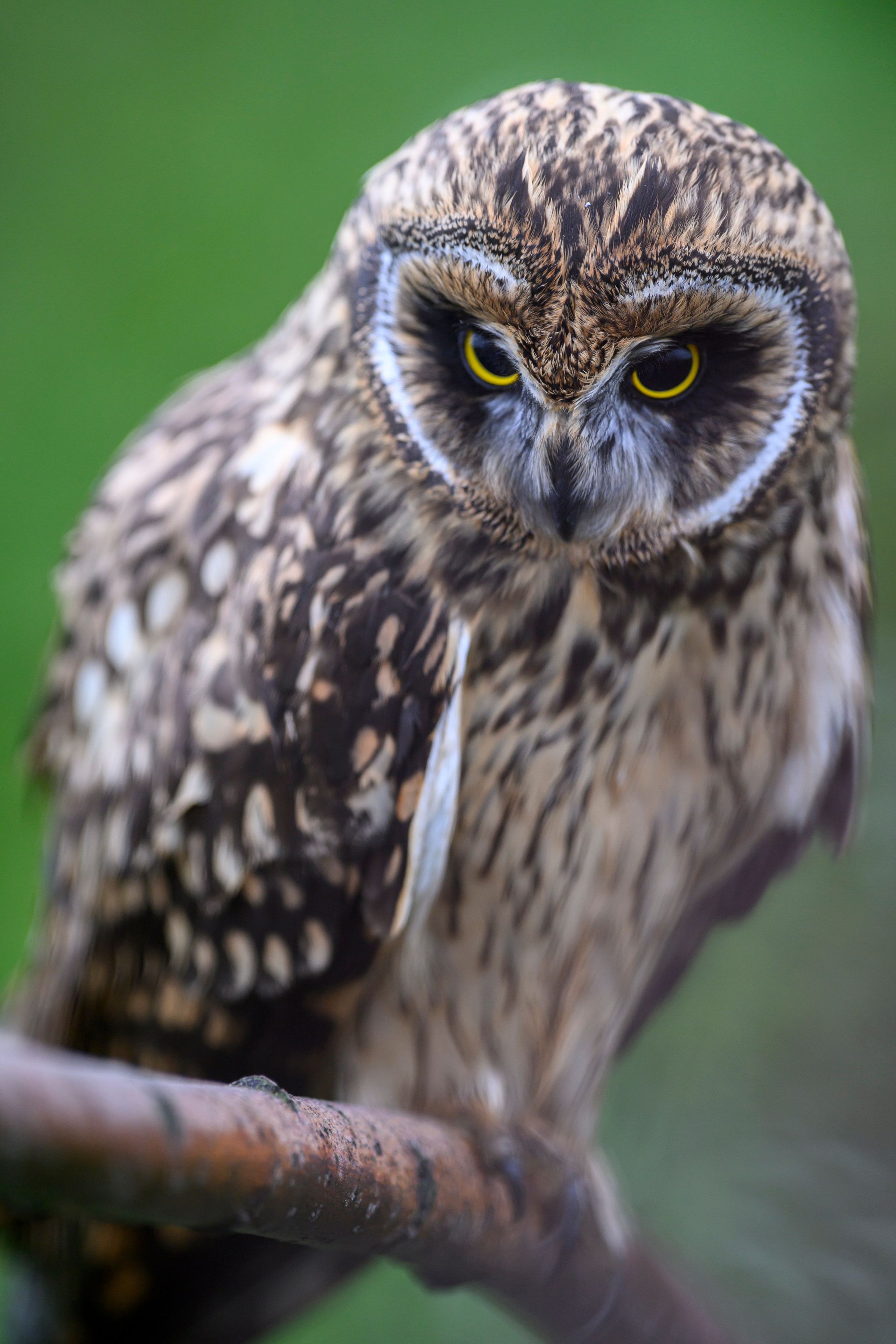 Фотосессия совенка | Owlet photo session. Фотограф Сергей Пупонин