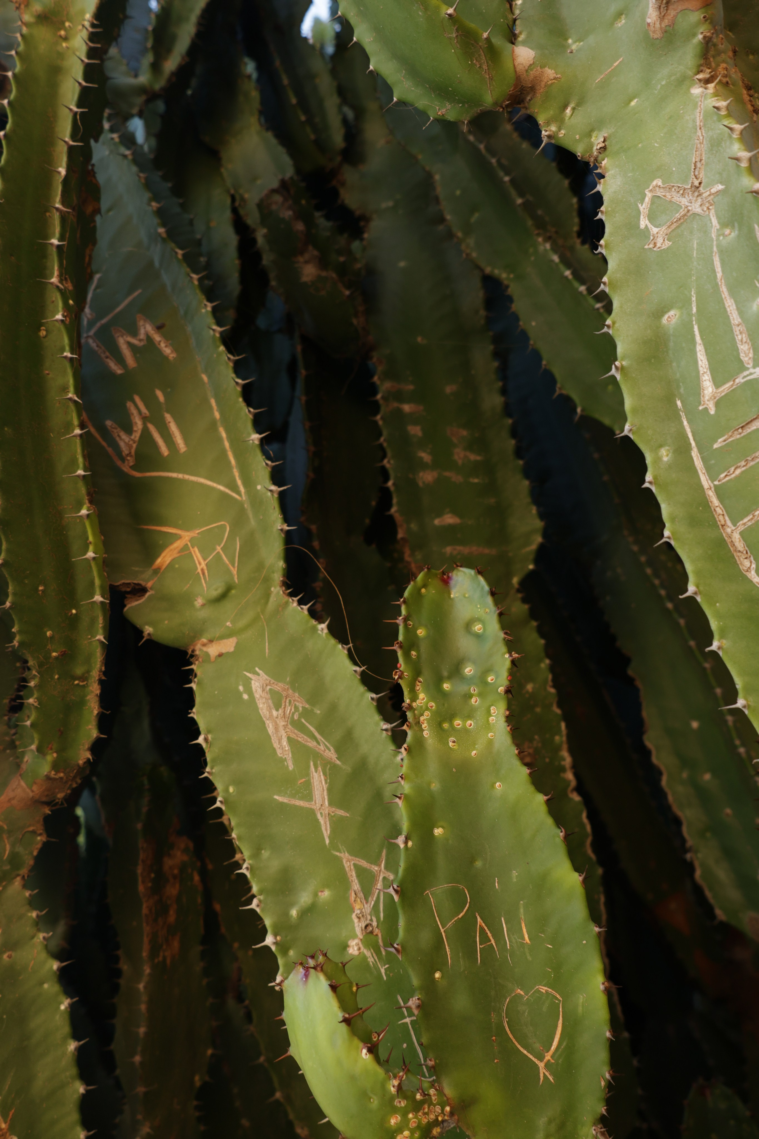 Madeira roadtrip. Фотограф Дарья Карпенко