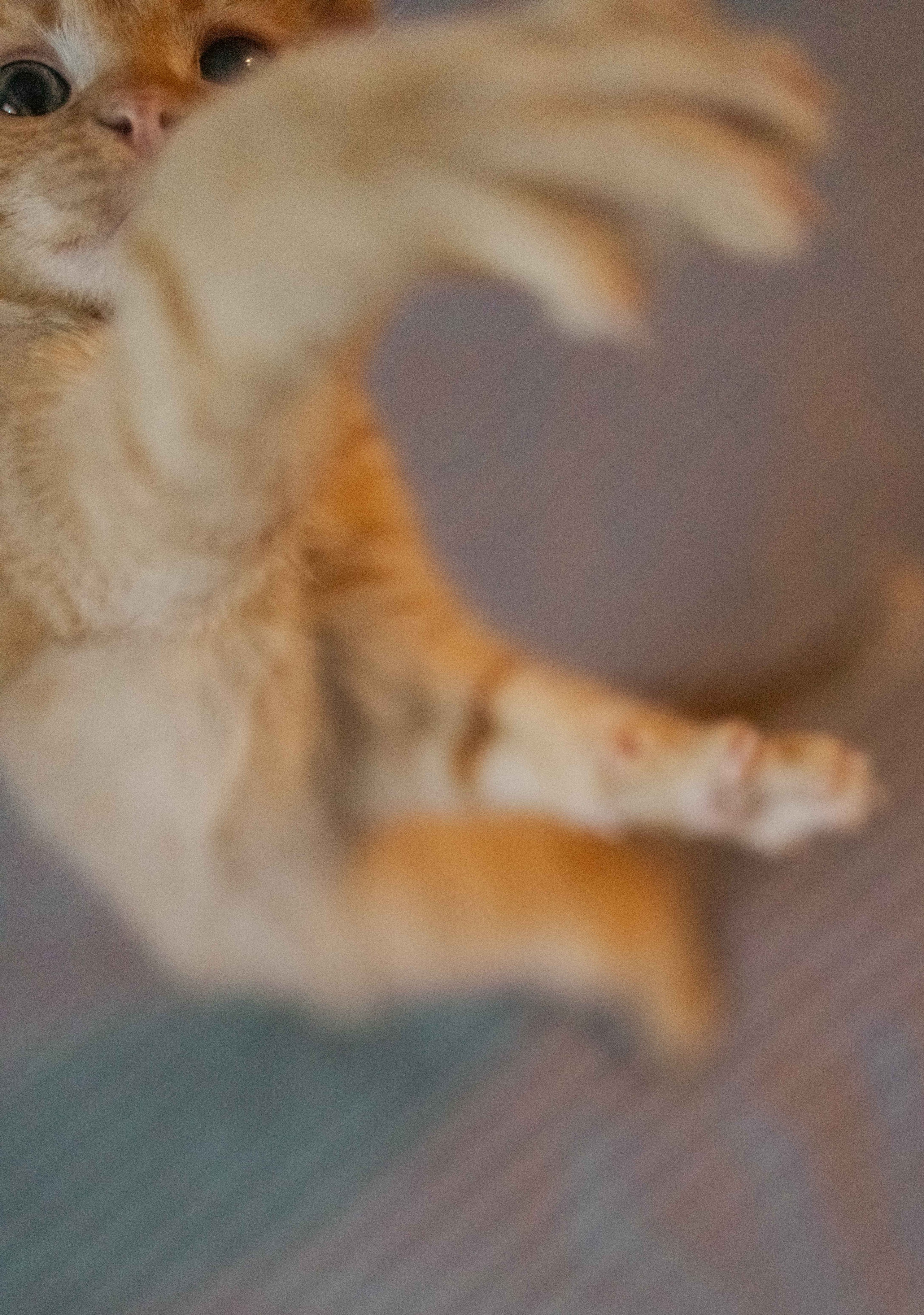 Кускус. Фотограф-анималист в Москве Лера Черноног