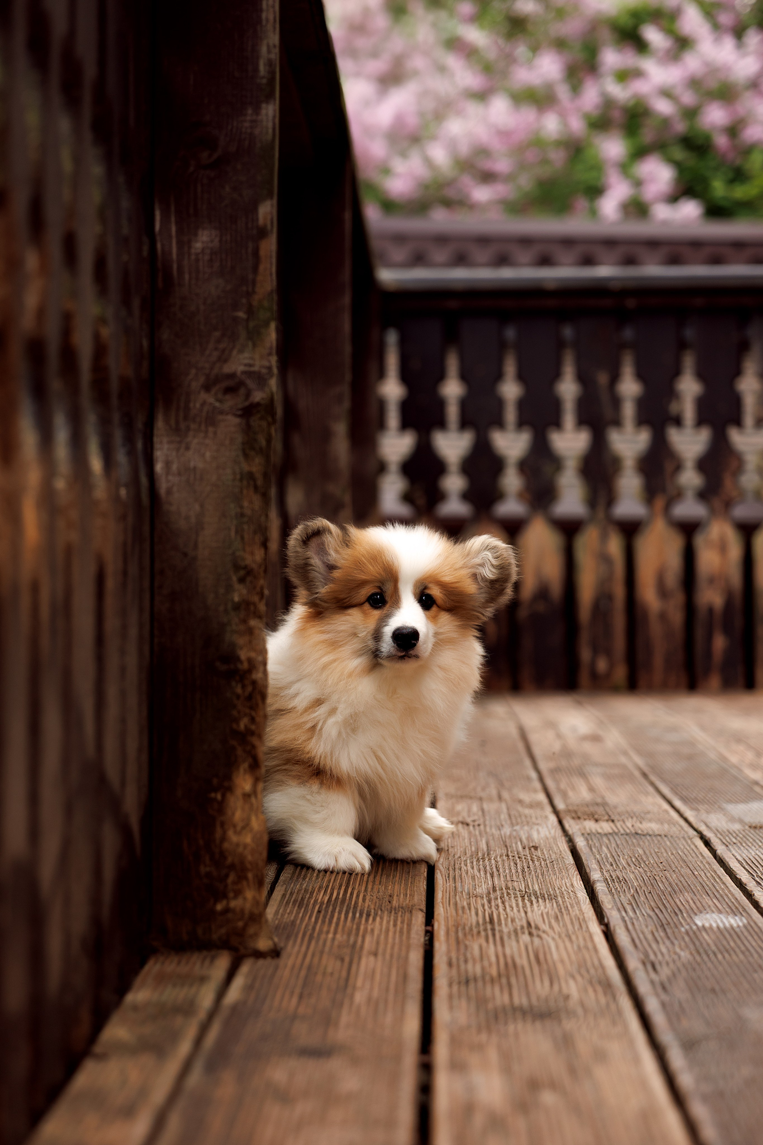Портфолио: Фотосъёмка щенков в Москве и области — трогательные моменты. Фотограф-анималист и бренд-фотограф в Москве | Фотография собак, людей, бизнес-портрет