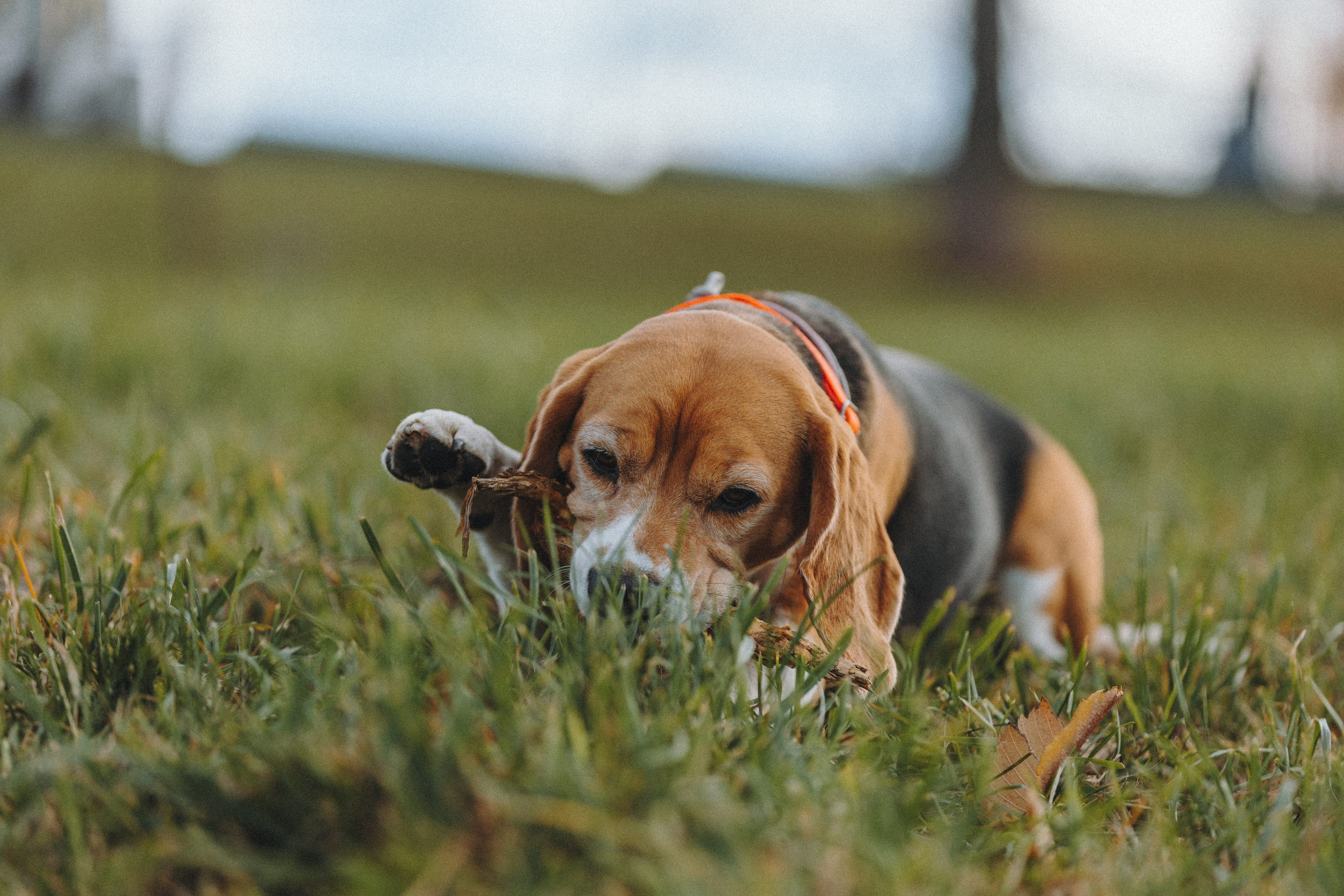 Аня и Моня. Фотограф — анималист Светлана Кысса|фотограф собак в Краснодаре и Нижнем Новгороде