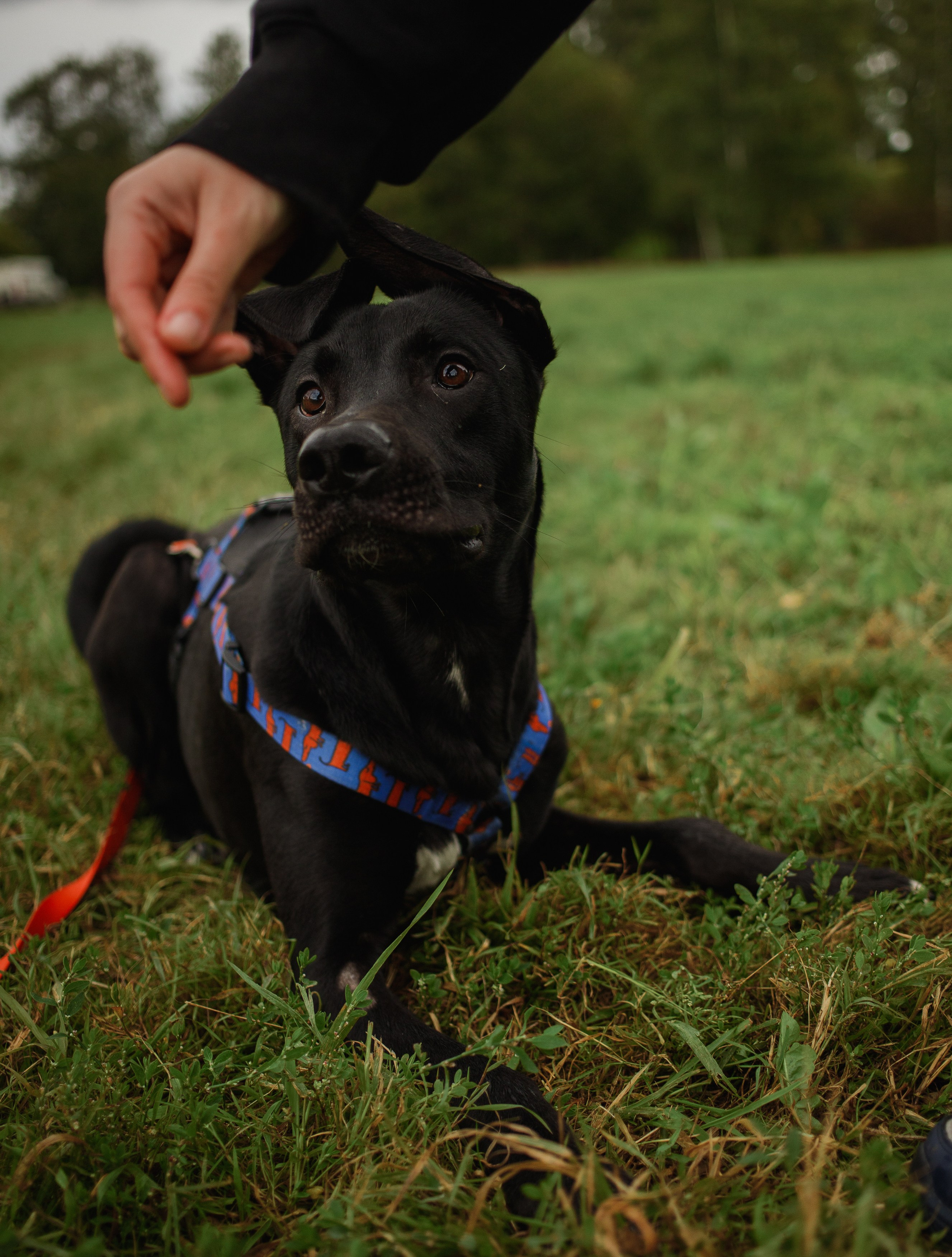 Отис ищет дом. Портретный фотограф в Санкт-Петербурге Катя Протасевич