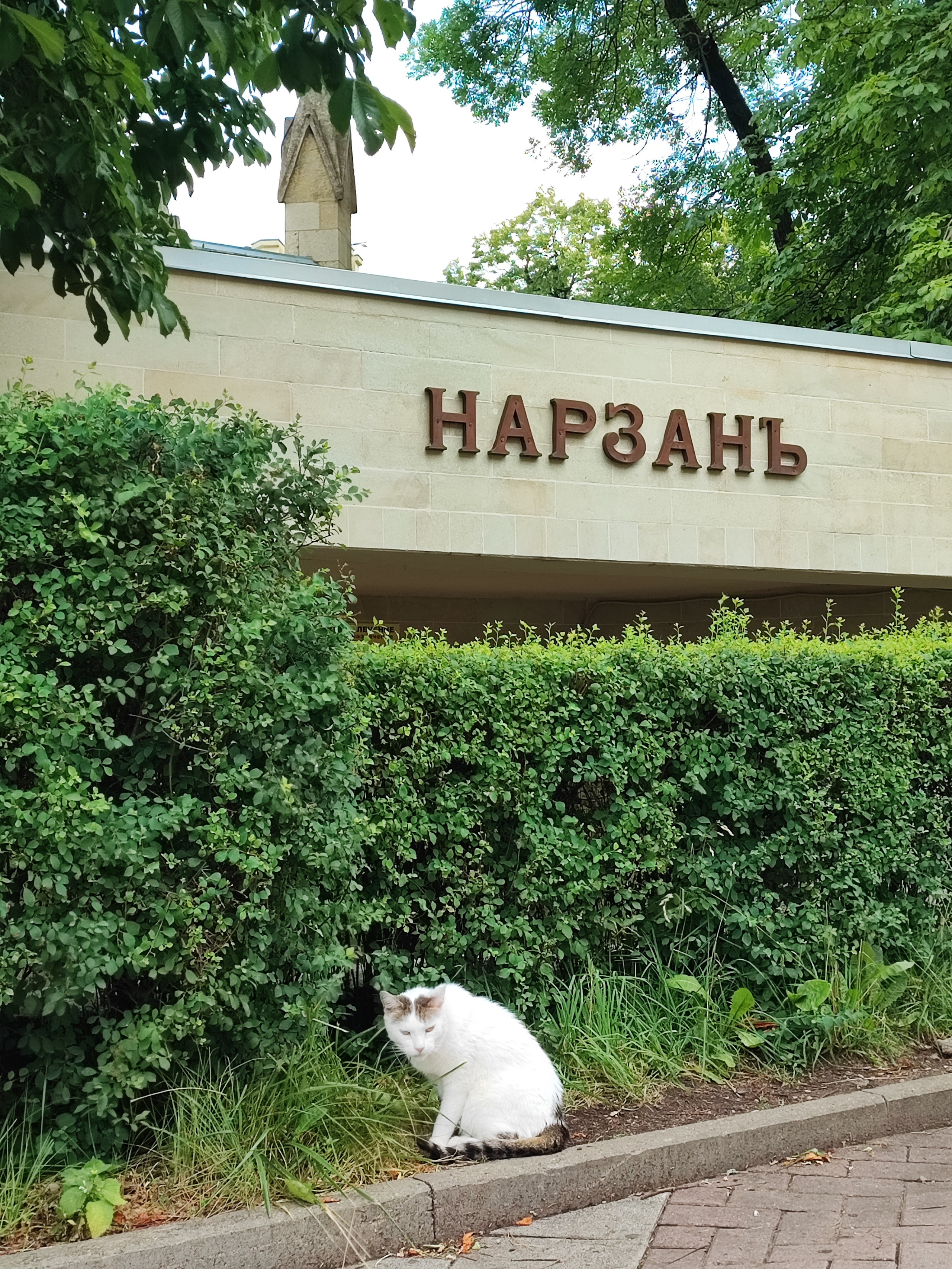 Намобилкус кавказский. Репортажный фотограф Алексей Пирязев