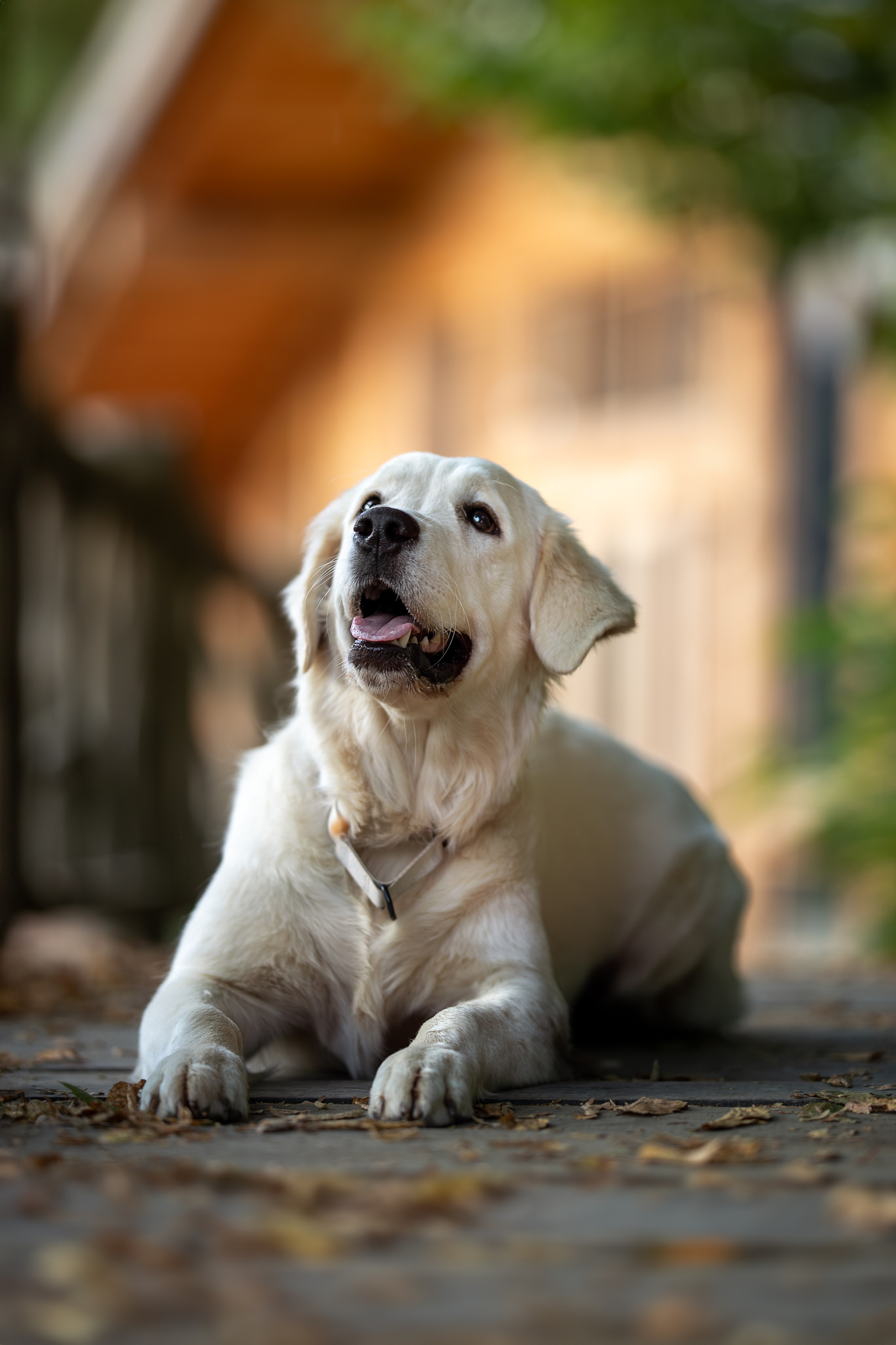 Асти, Делфи и Фреска, Голден Ретриверы. Ирина Голомб|Фотограф-анималист в  Сочи и Калининграде