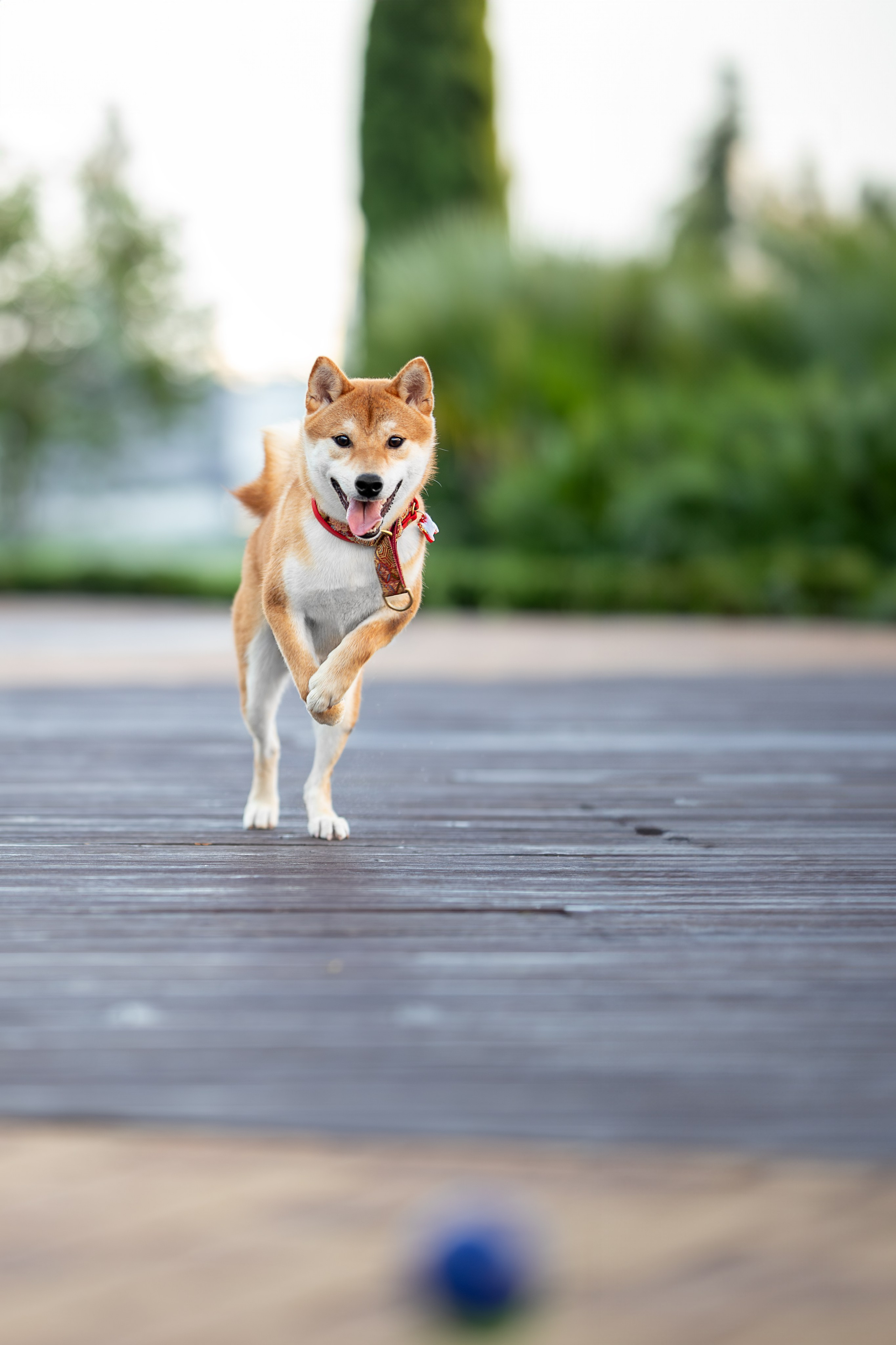 Митсоу, Сиба-Ину. Ирина Голомб|Фотограф-анималист в  Сочи и Калининграде