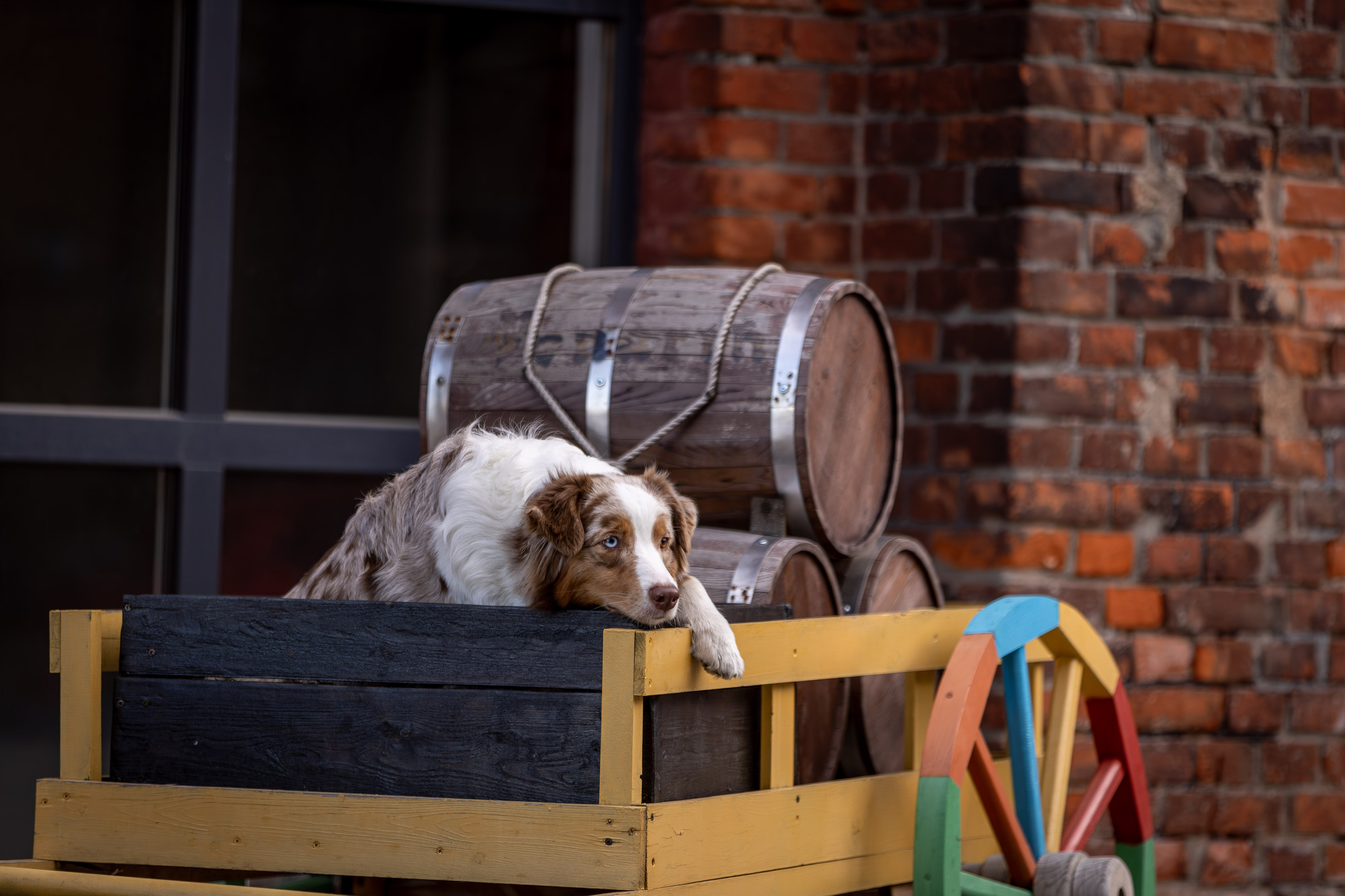 Полли, Австралийская Овчарка. Ирина Голомб|Фотограф-анималист в  Сочи и Калининграде