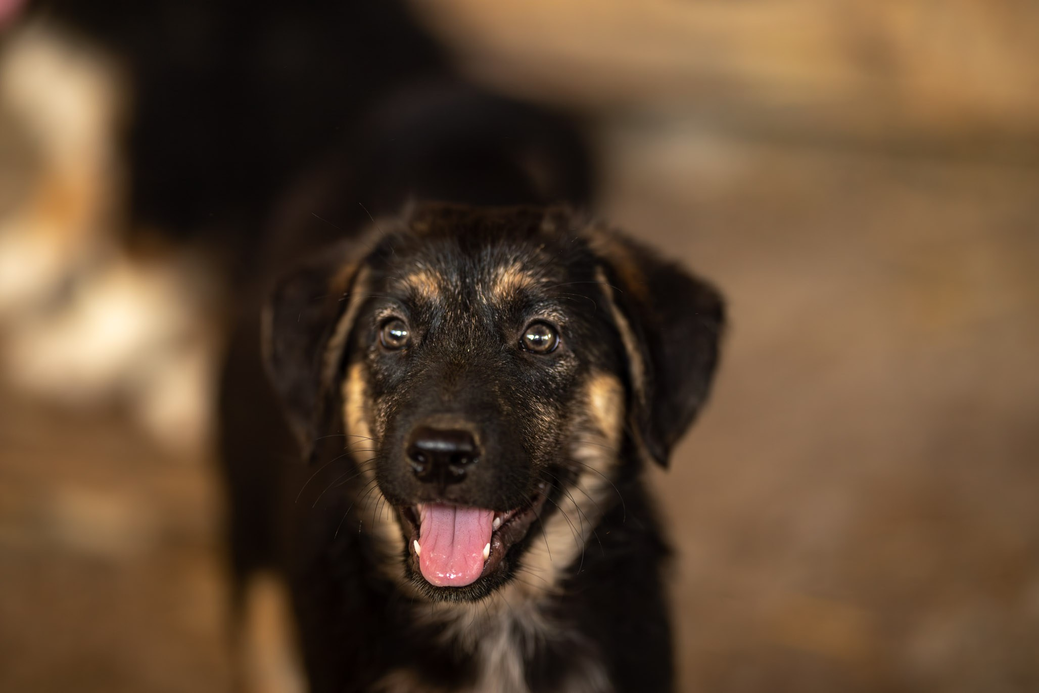 Приют Бим. Ирина Голомб|Фотограф-анималист в  Сочи и Калининграде