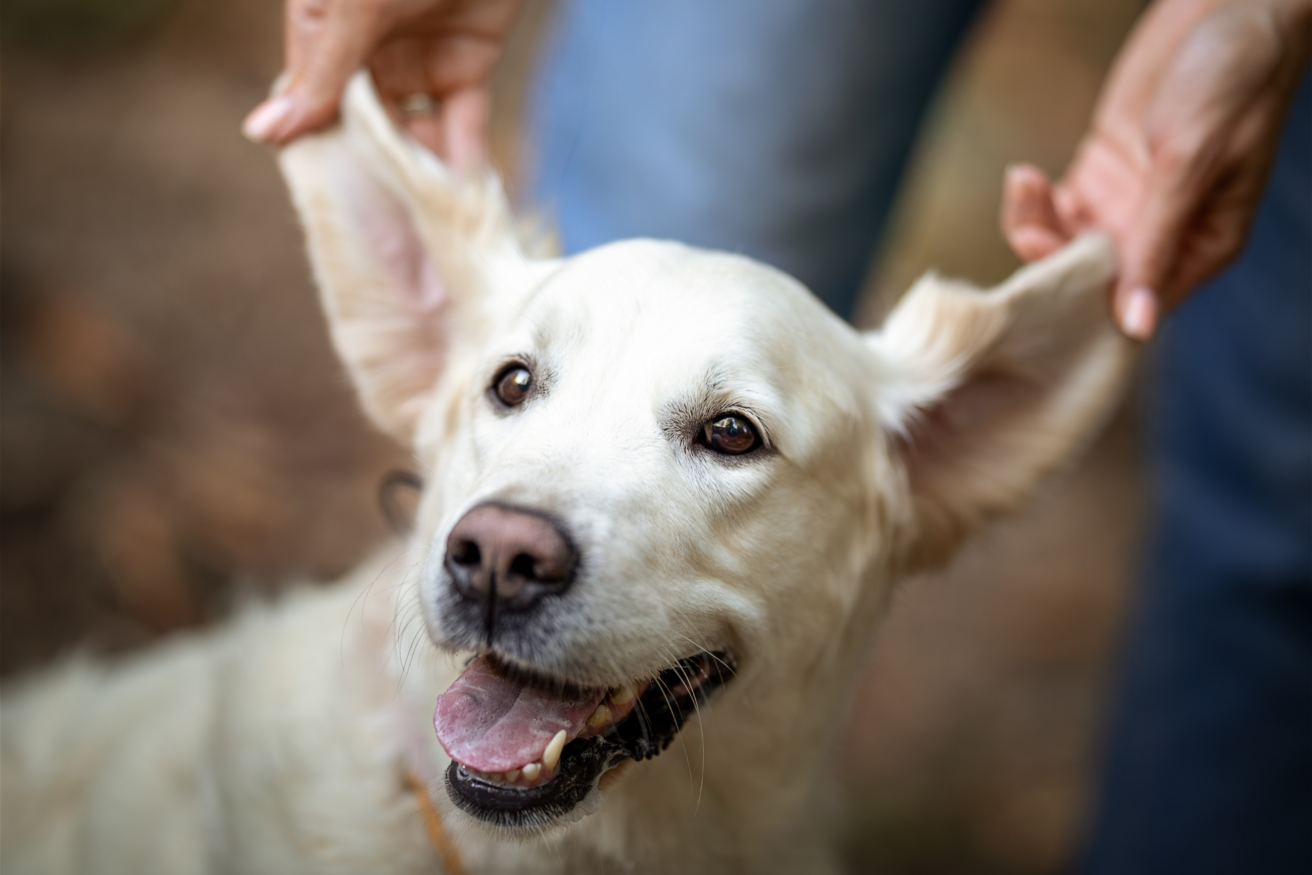 Асти, Делфи и Фреска, Голден Ретриверы. Ирина Голомб|Фотограф-анималист в  Сочи и Калининграде