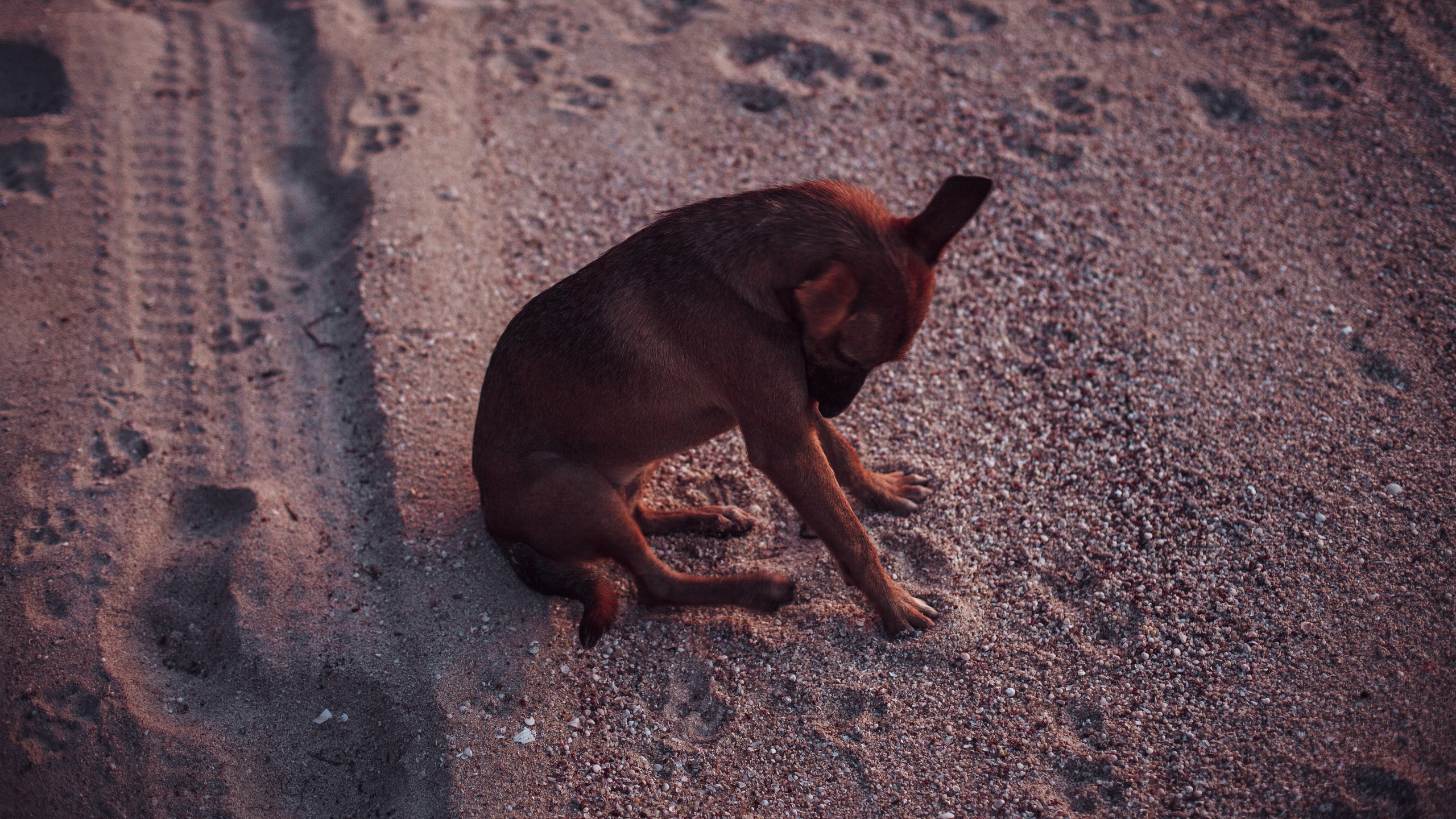 Самуи Собачий остров. Ню Фотограф Александр Касымов Москва, фотосессии, Химки фотограф