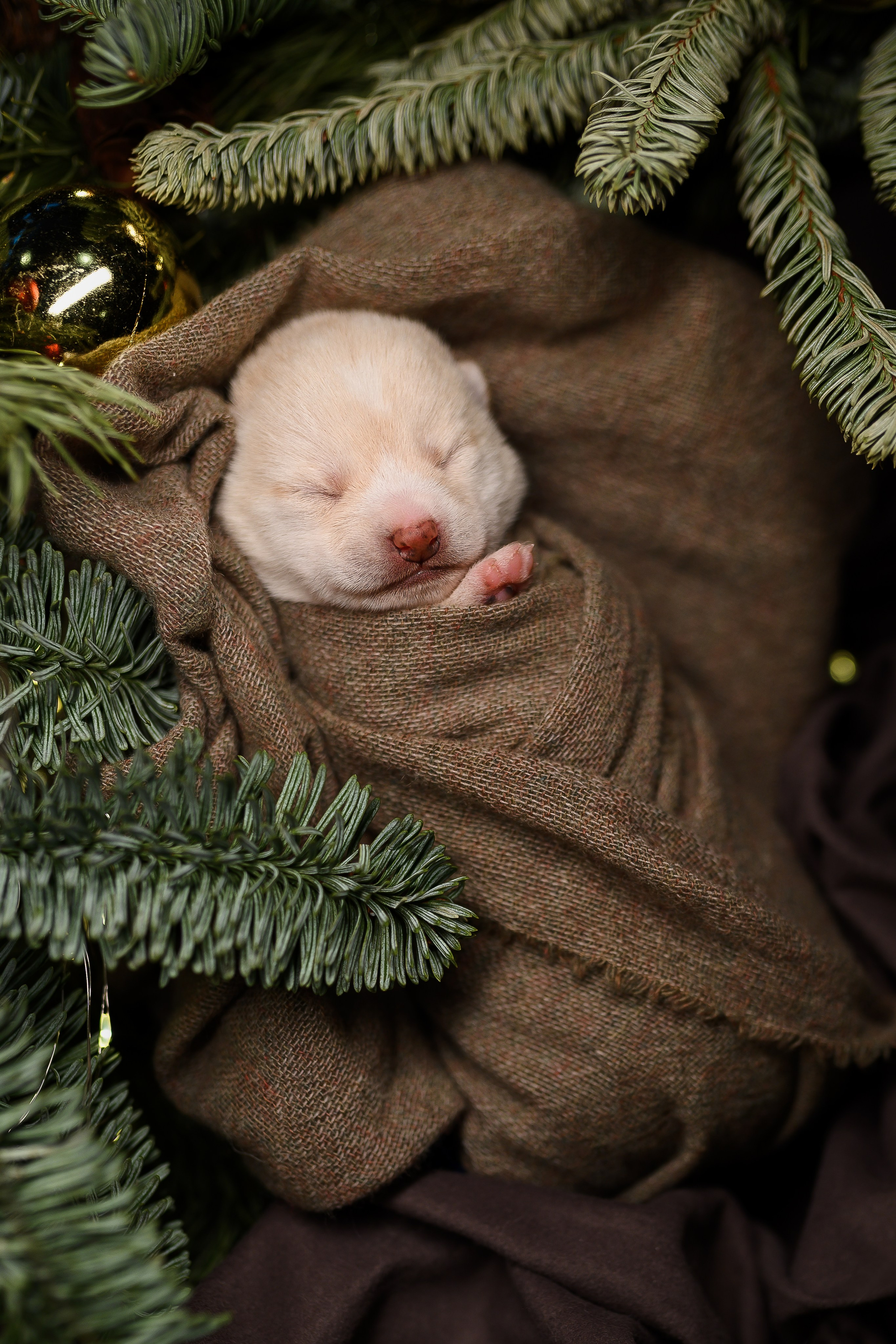 Мамесиба. Фотограф анималист в Москве Ольга Агушева
