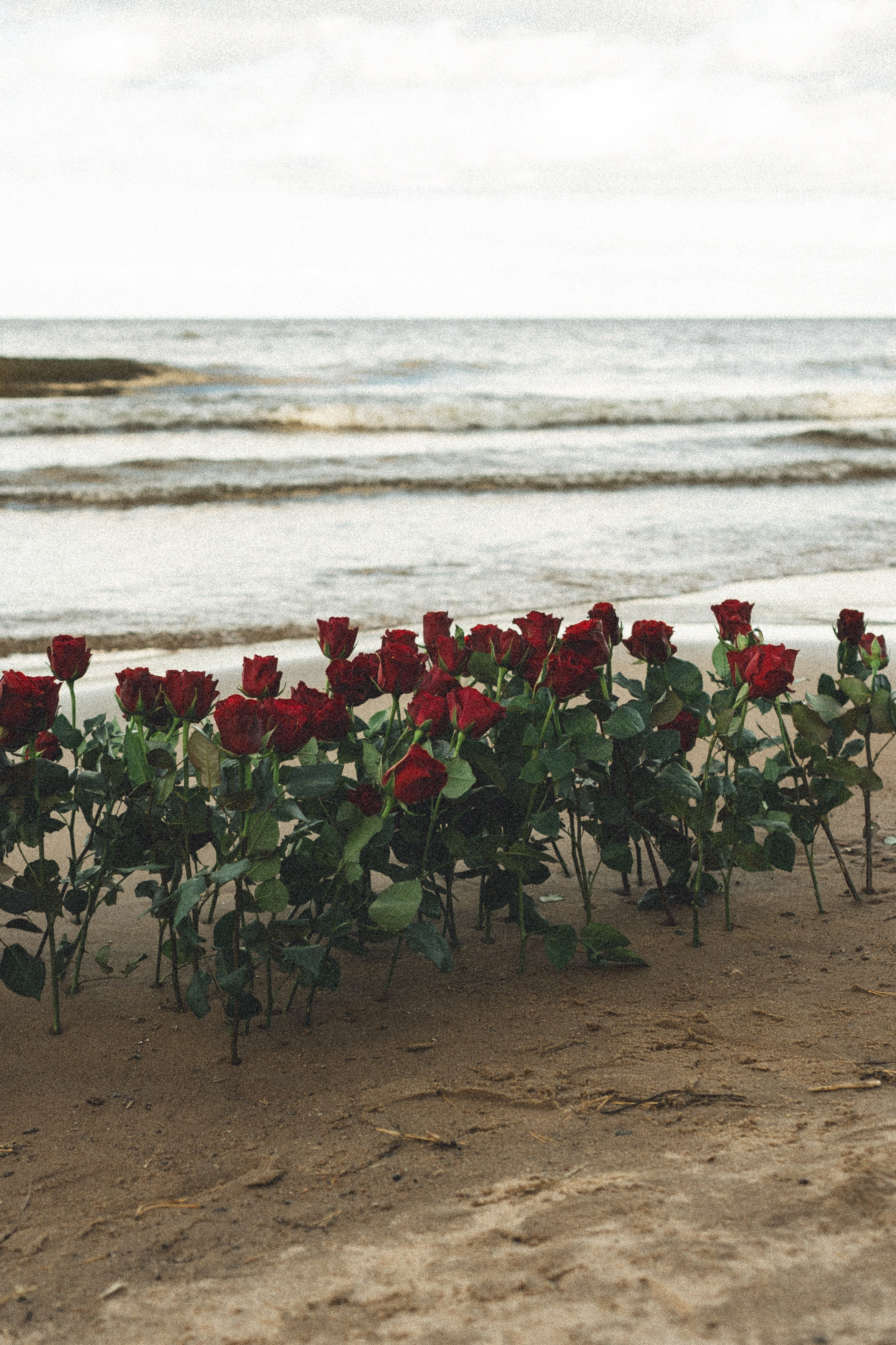 Розы. Профессиональный фотограф, Санкт-Петербург — Виктория Богомолова