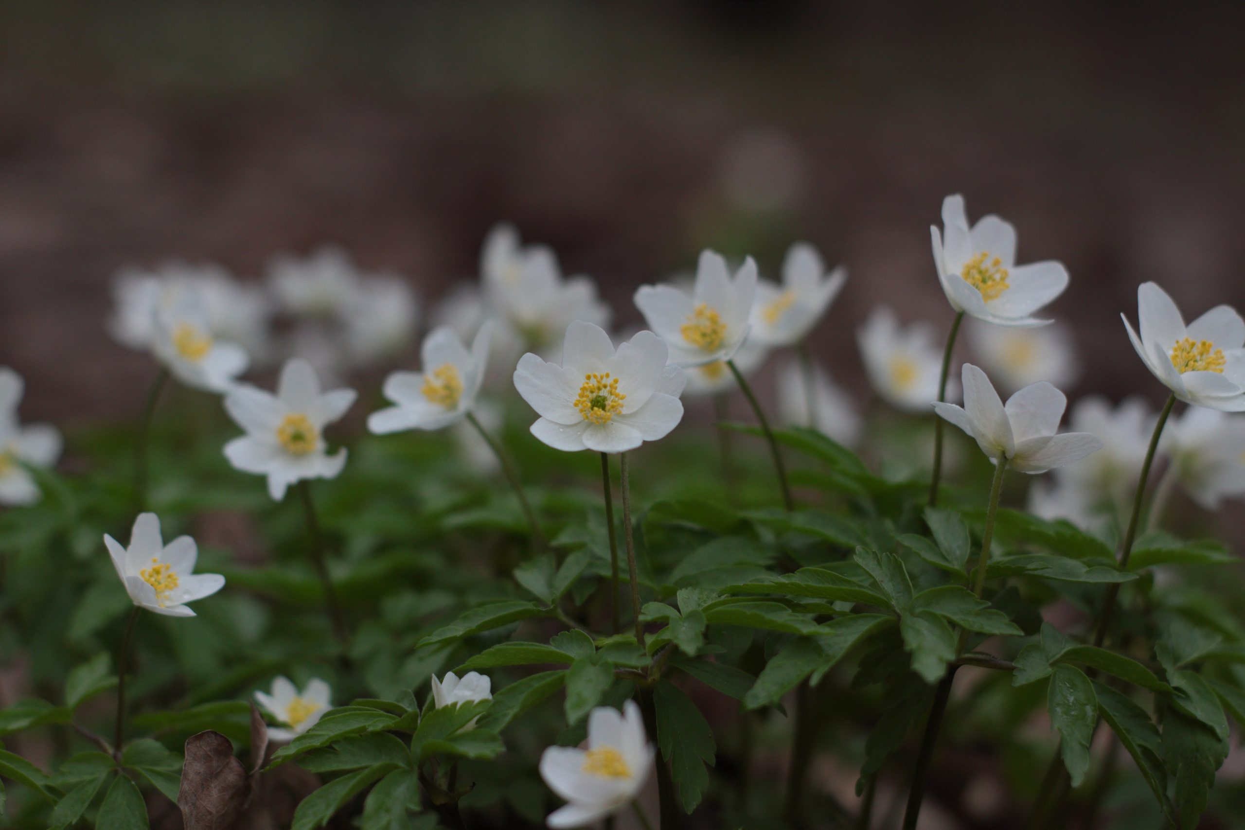 Старое природное, отбирала Katamount (Катерина Горохова). Главная