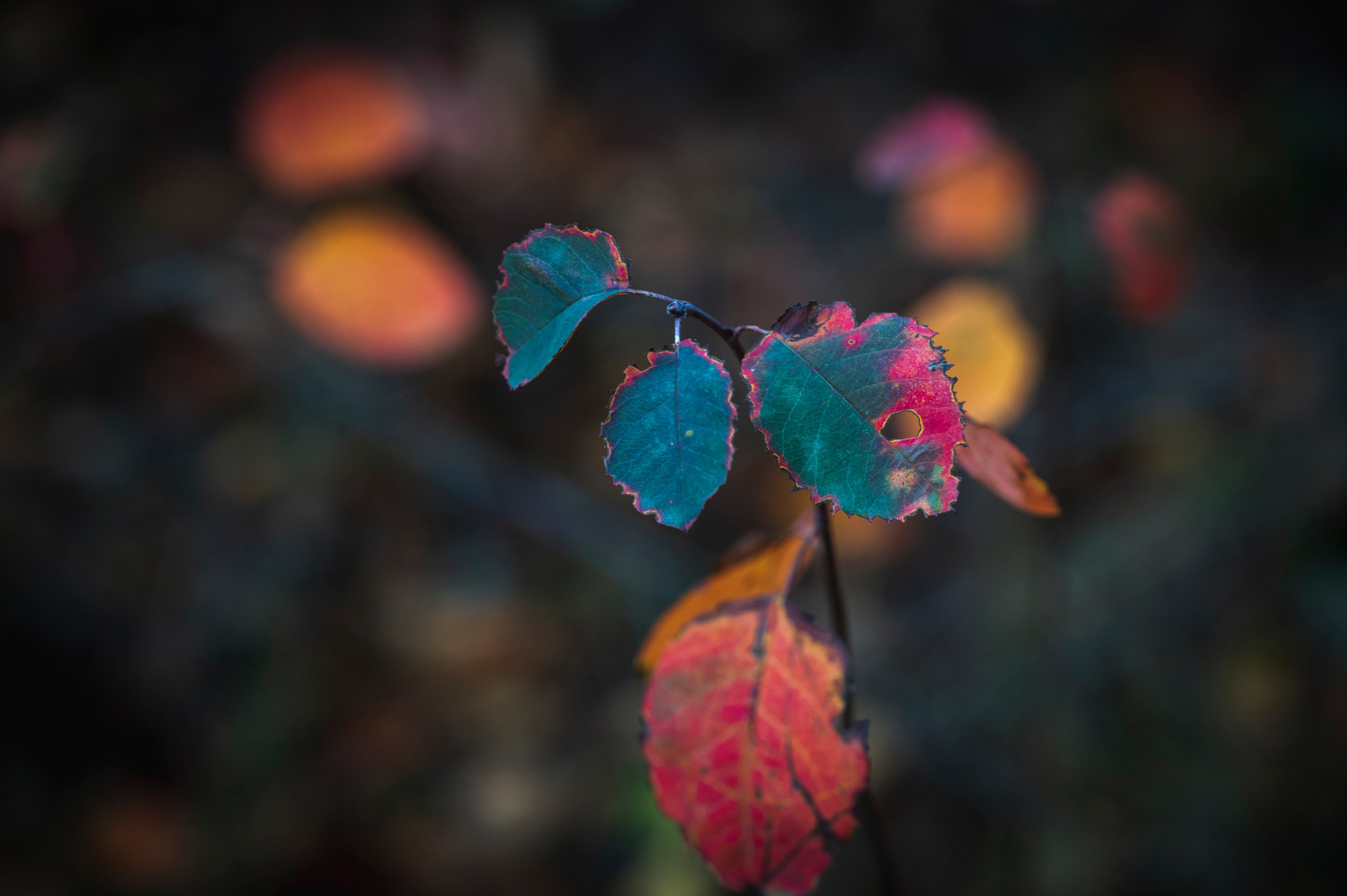 Фотопрогулка ДР. Фотограф Роман Адлер