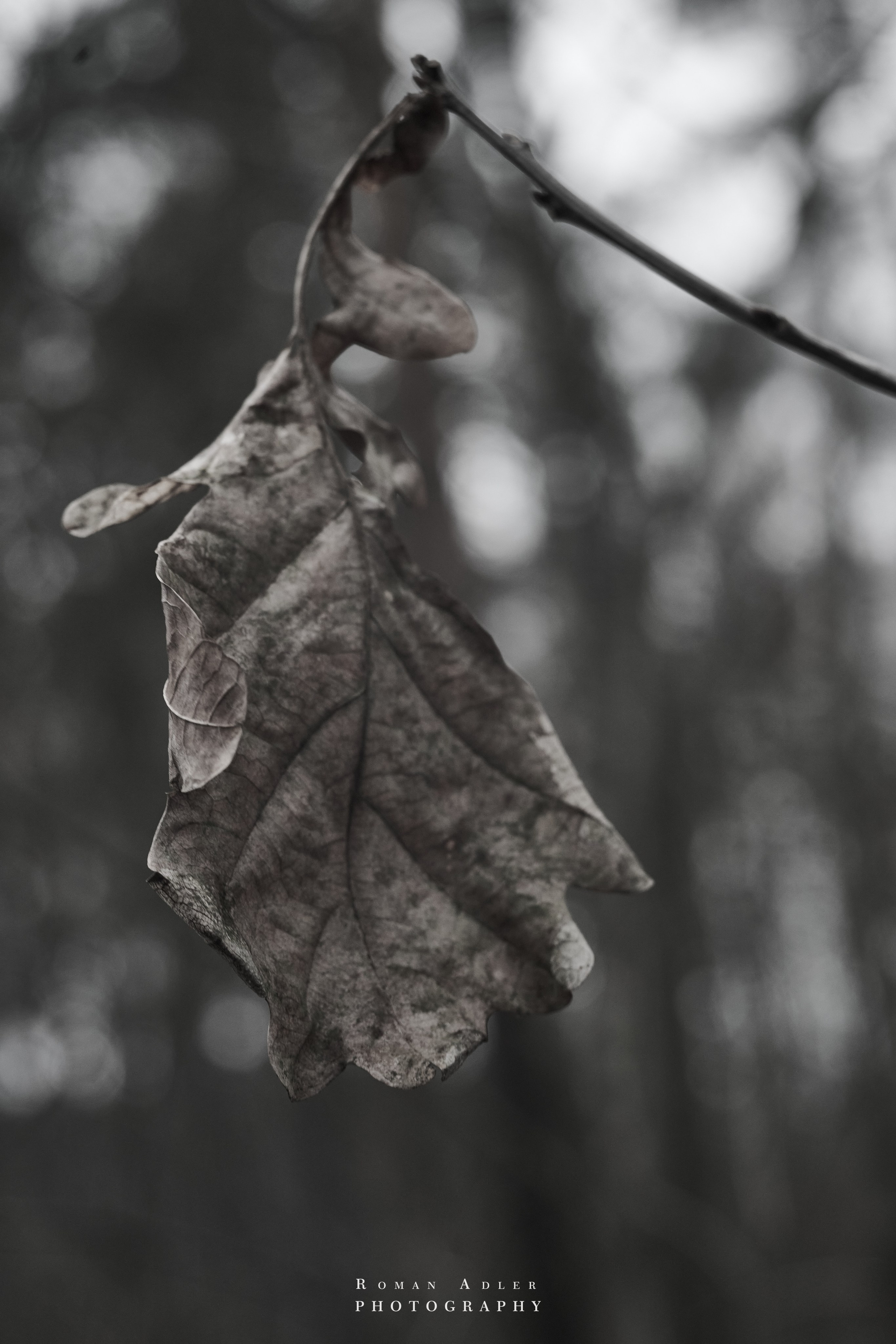 Февральский лес. Фотограф Роман Адлер