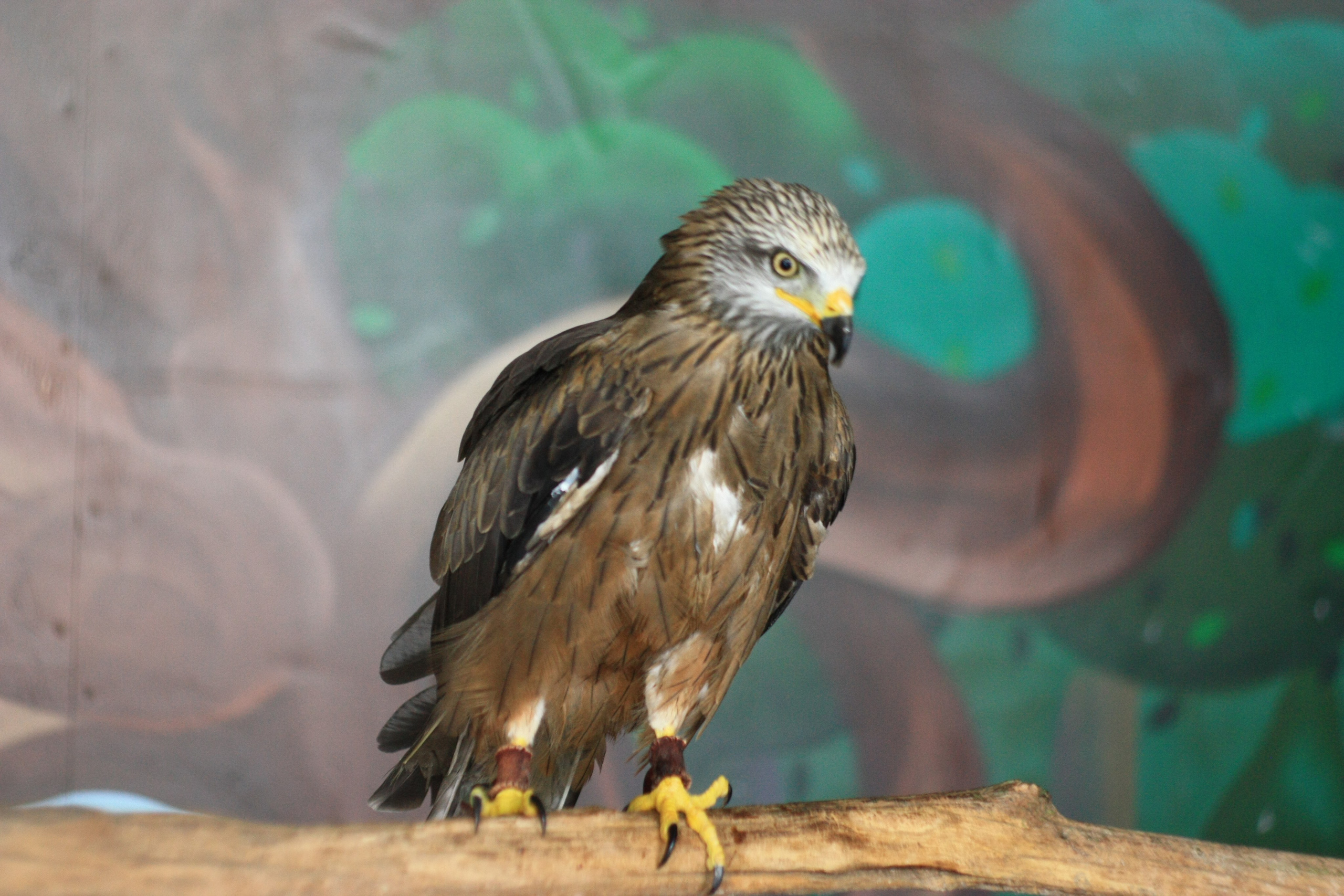 Первые кадры. Сочи — парк. Фотограф Роман Адлер