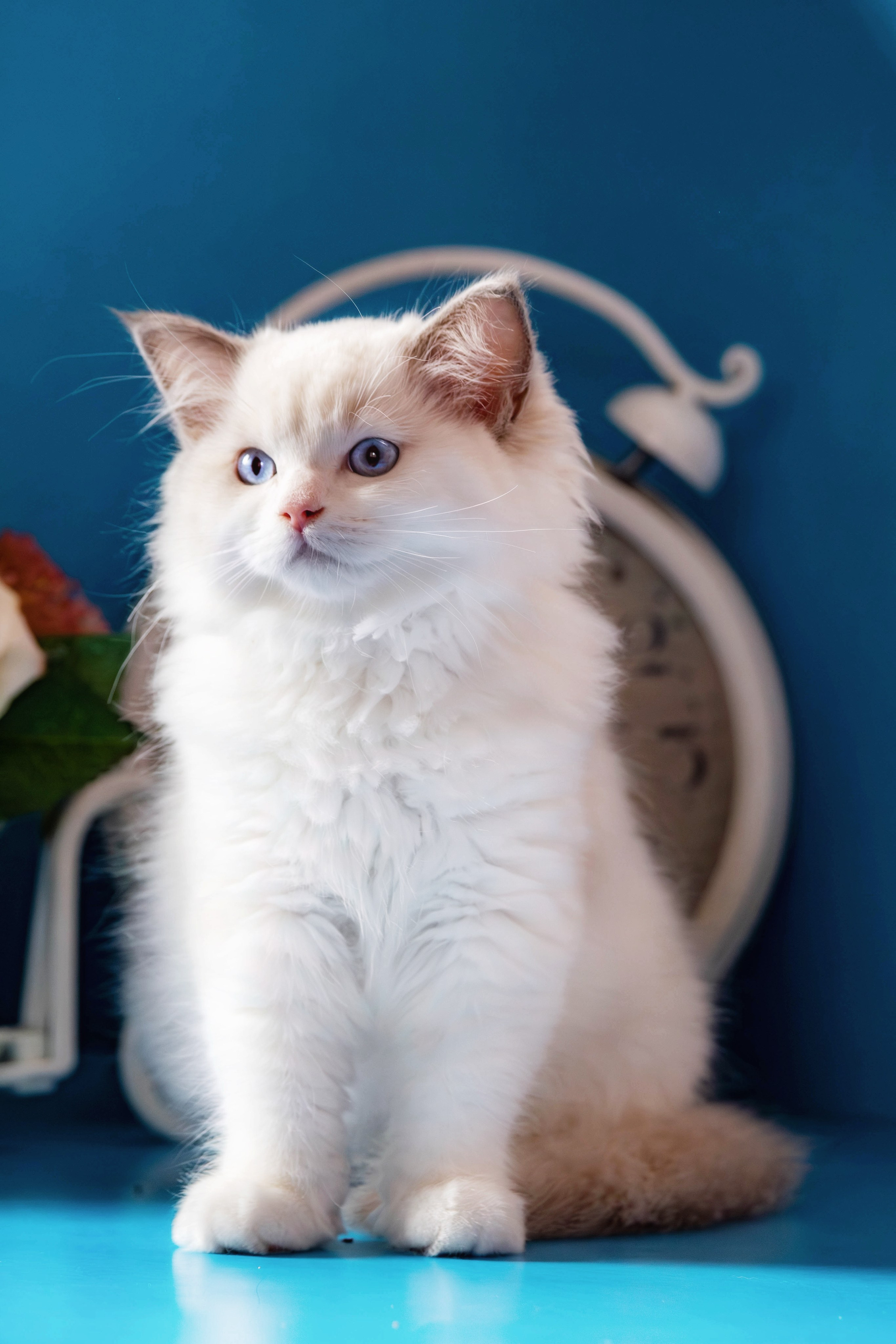 Фотосессия щенков от 7-и дней в стиле ньюборн. Фотограф анималист — Тула, Москва