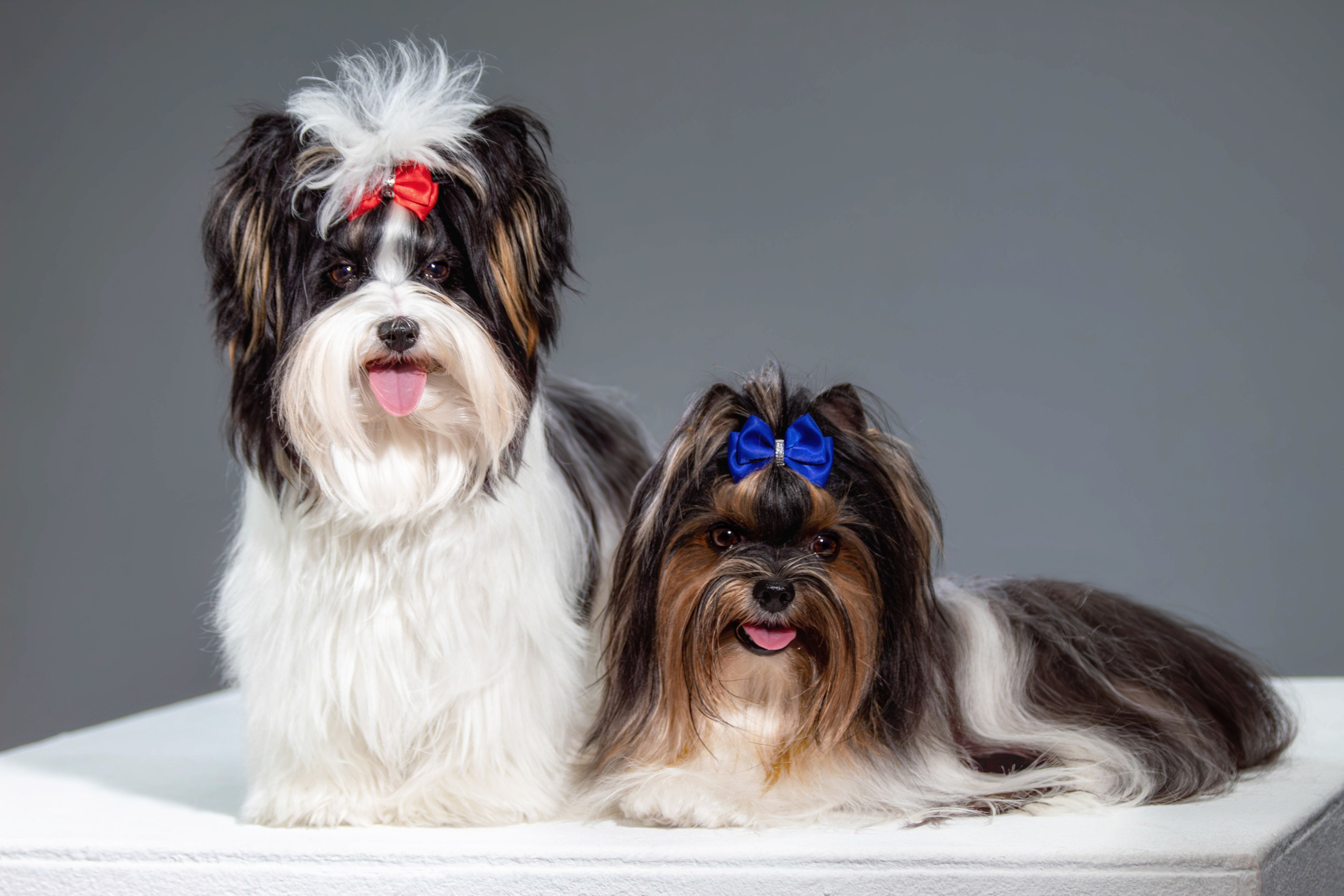 Фотосессия с животными. Фотограф анималист — Тула, Москва