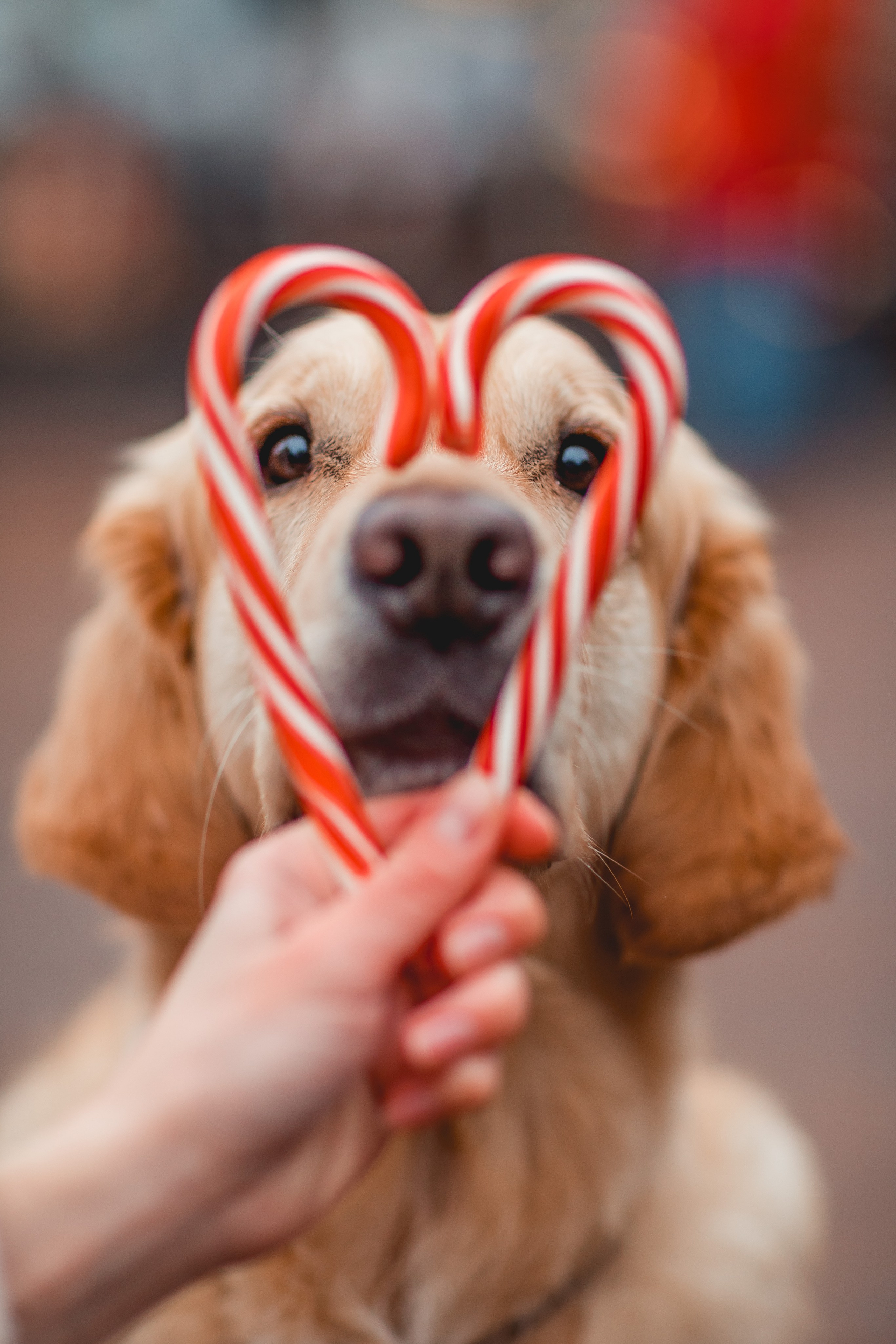 Марина и Чили. Семейный фотограф анималист Мария Крючкова