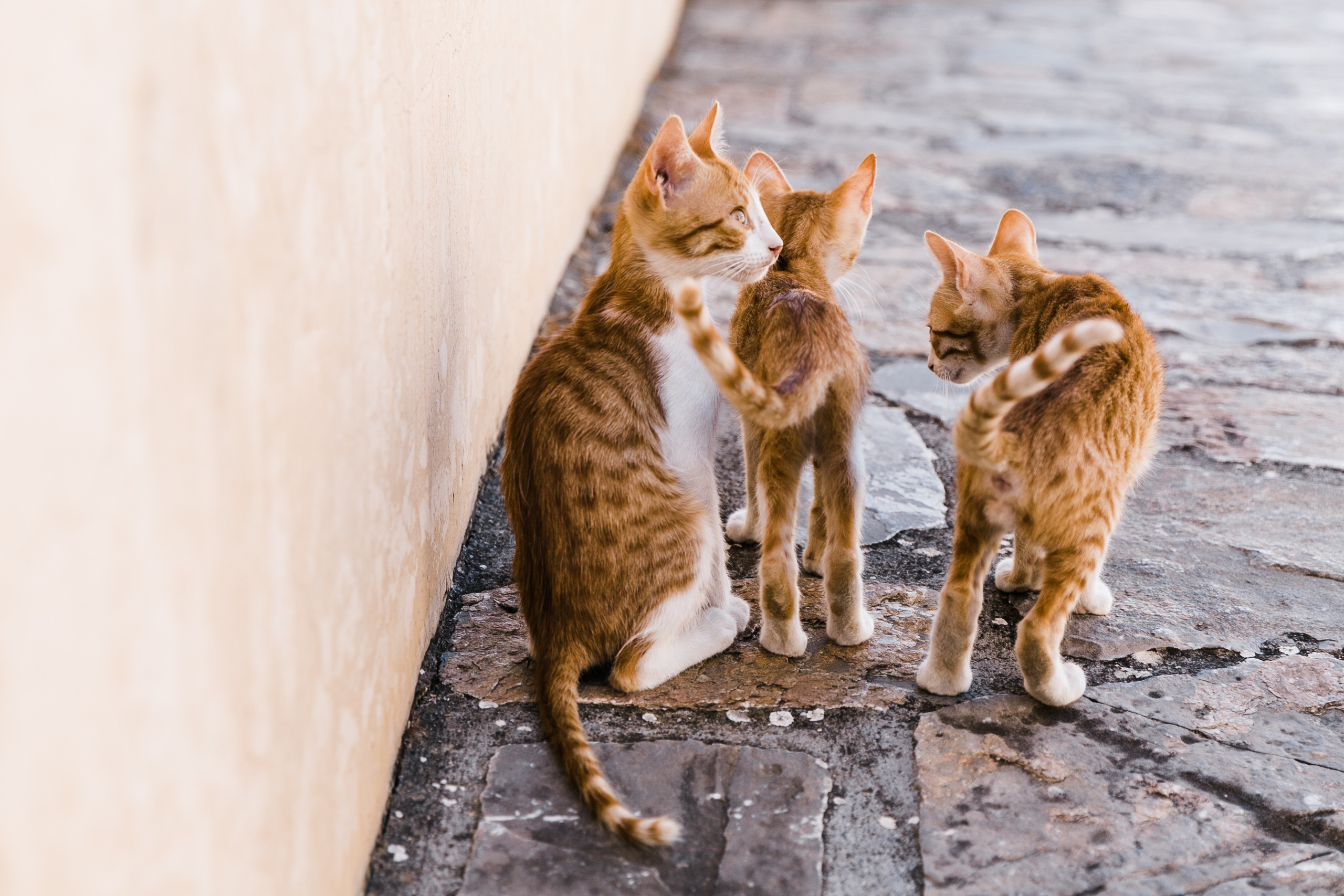 Greece. Свадебный и семейный фотограф в Краснодаре Роман Моско